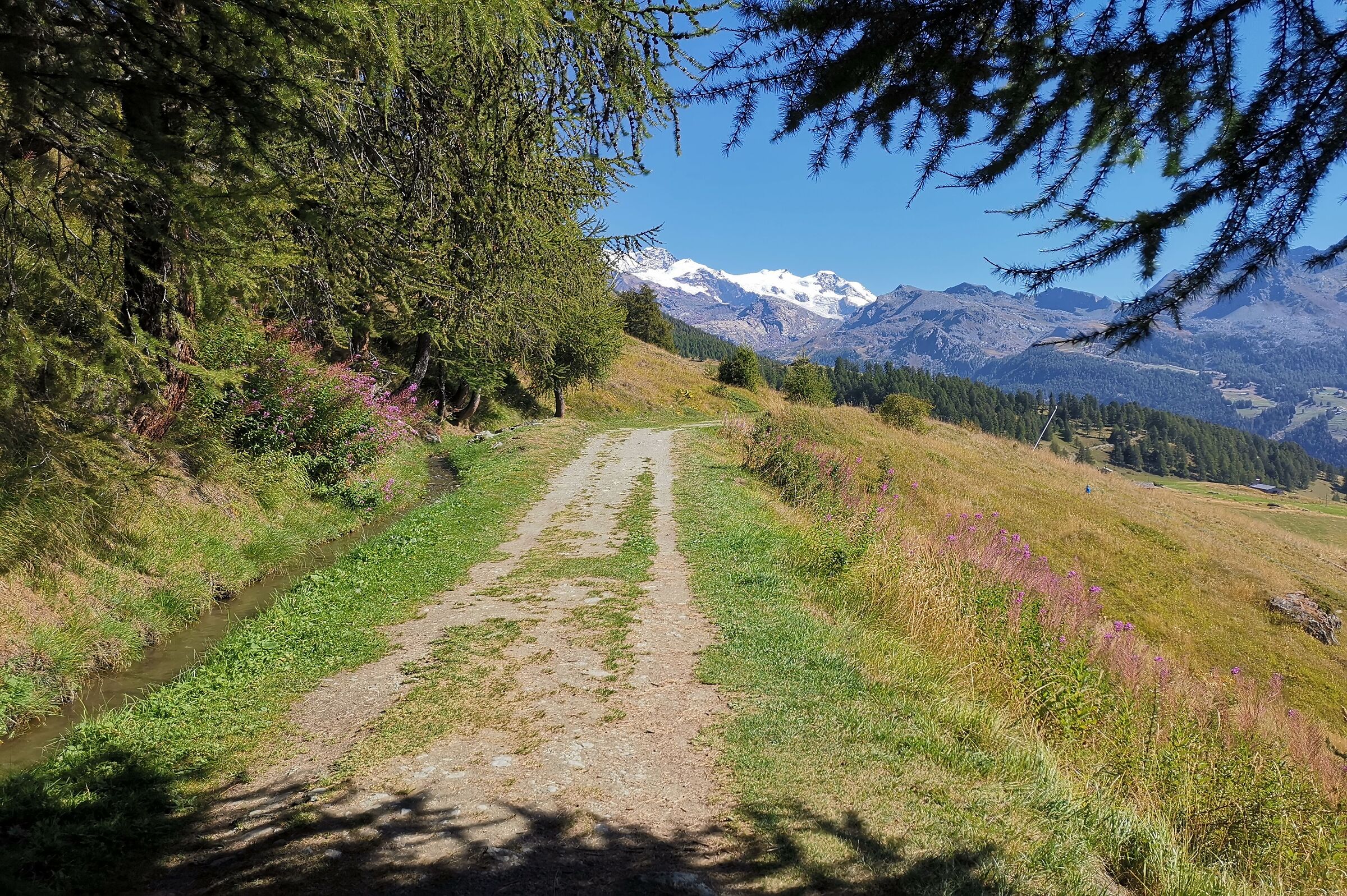 Trail in Val d'Ayas (Aosta Valley)...