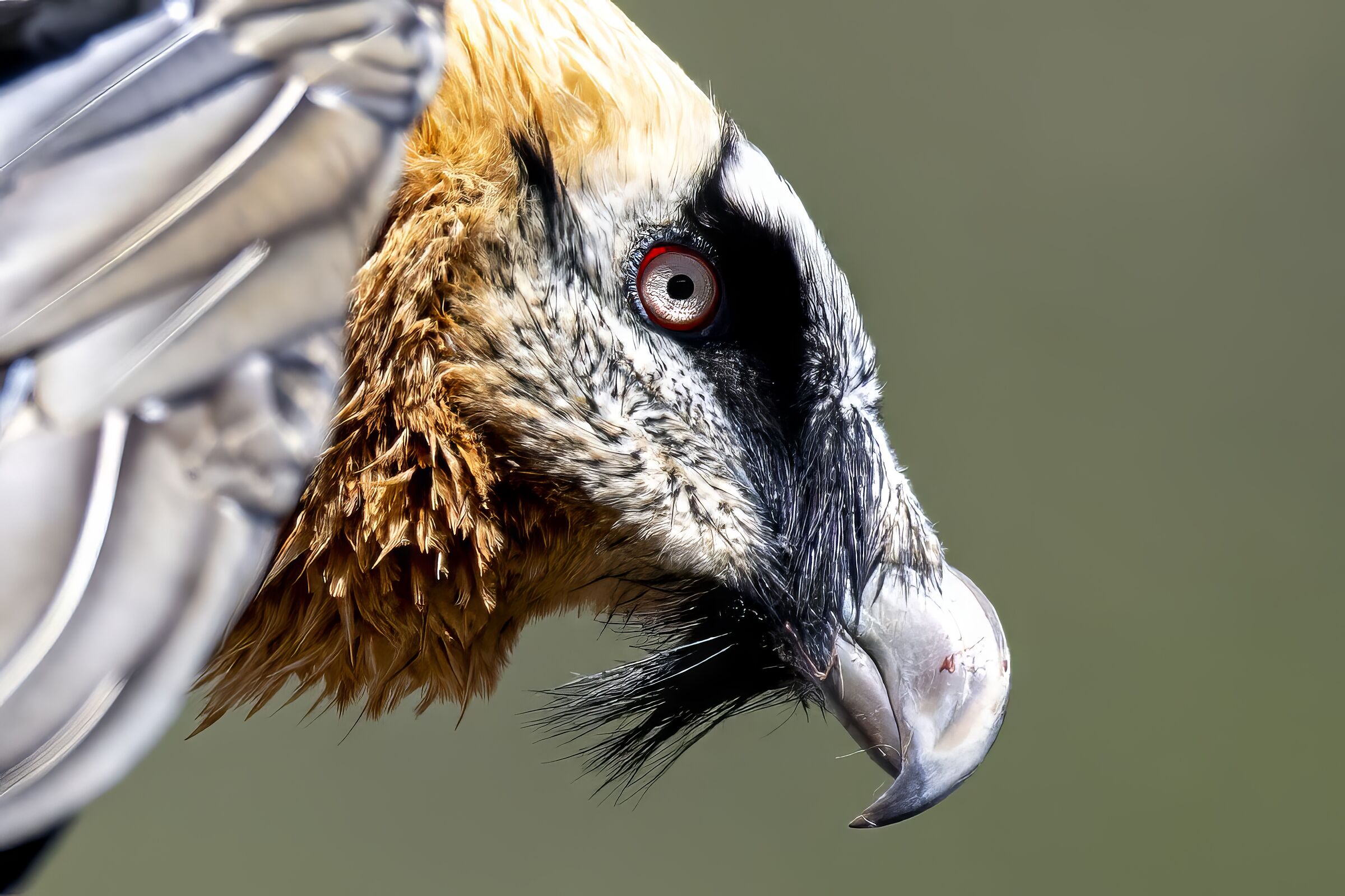 Bearded vulture...