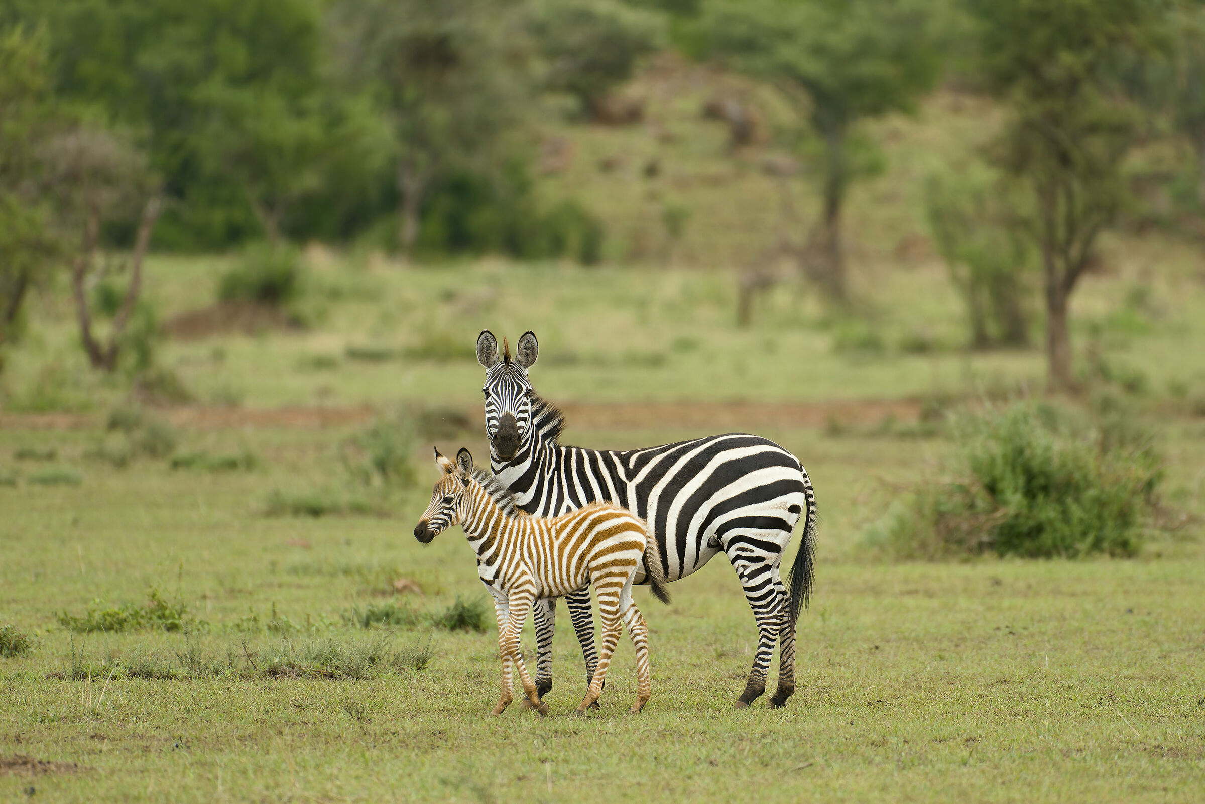 Zebras, Serengeti....