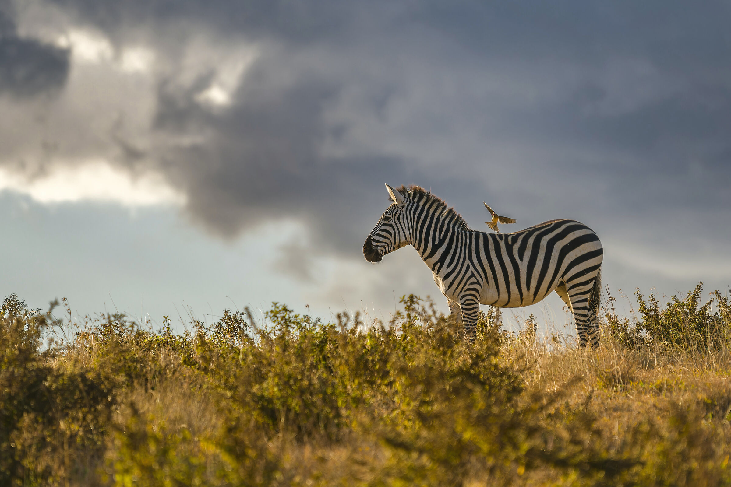 Zebra, Ngorongoro....