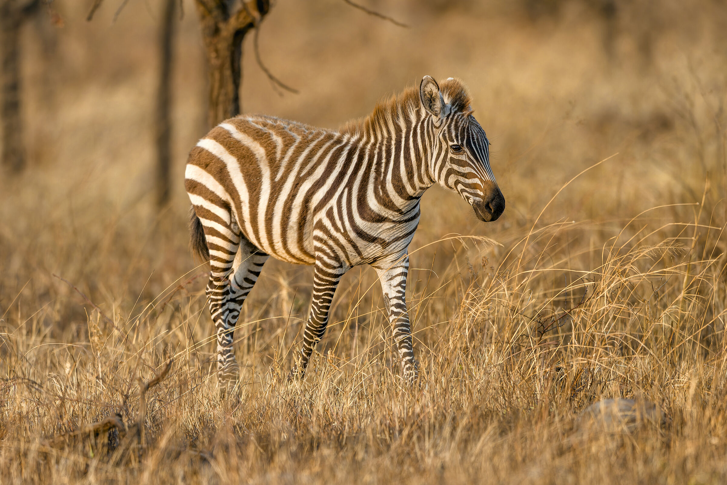 Zebra foal, Serengeti....