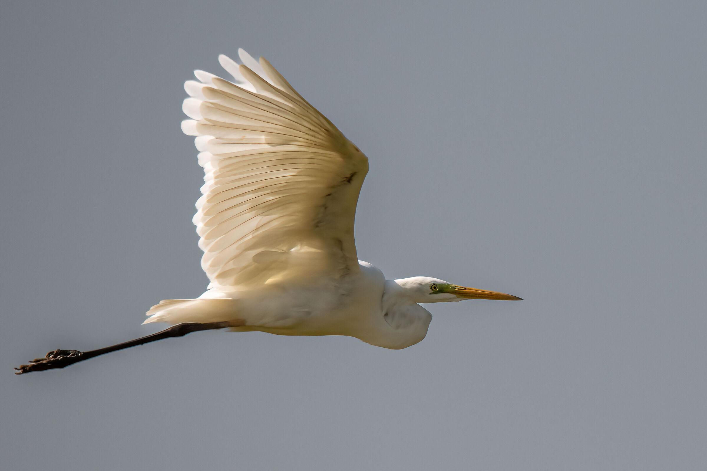 Great white heron in flight...