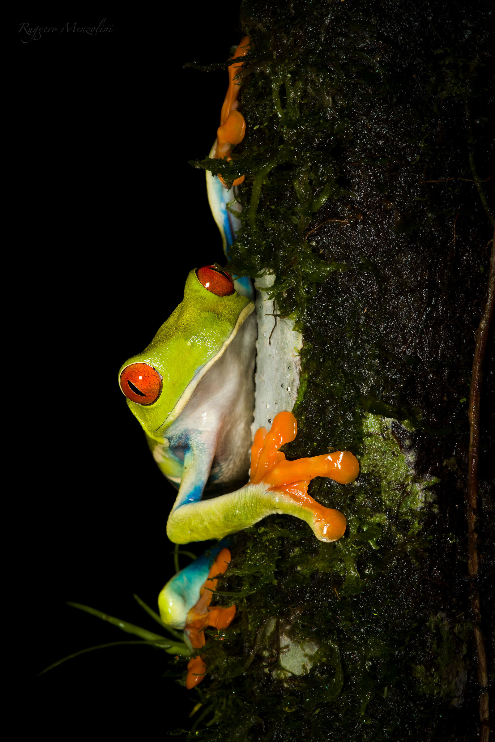 Red-eyed tree frog...