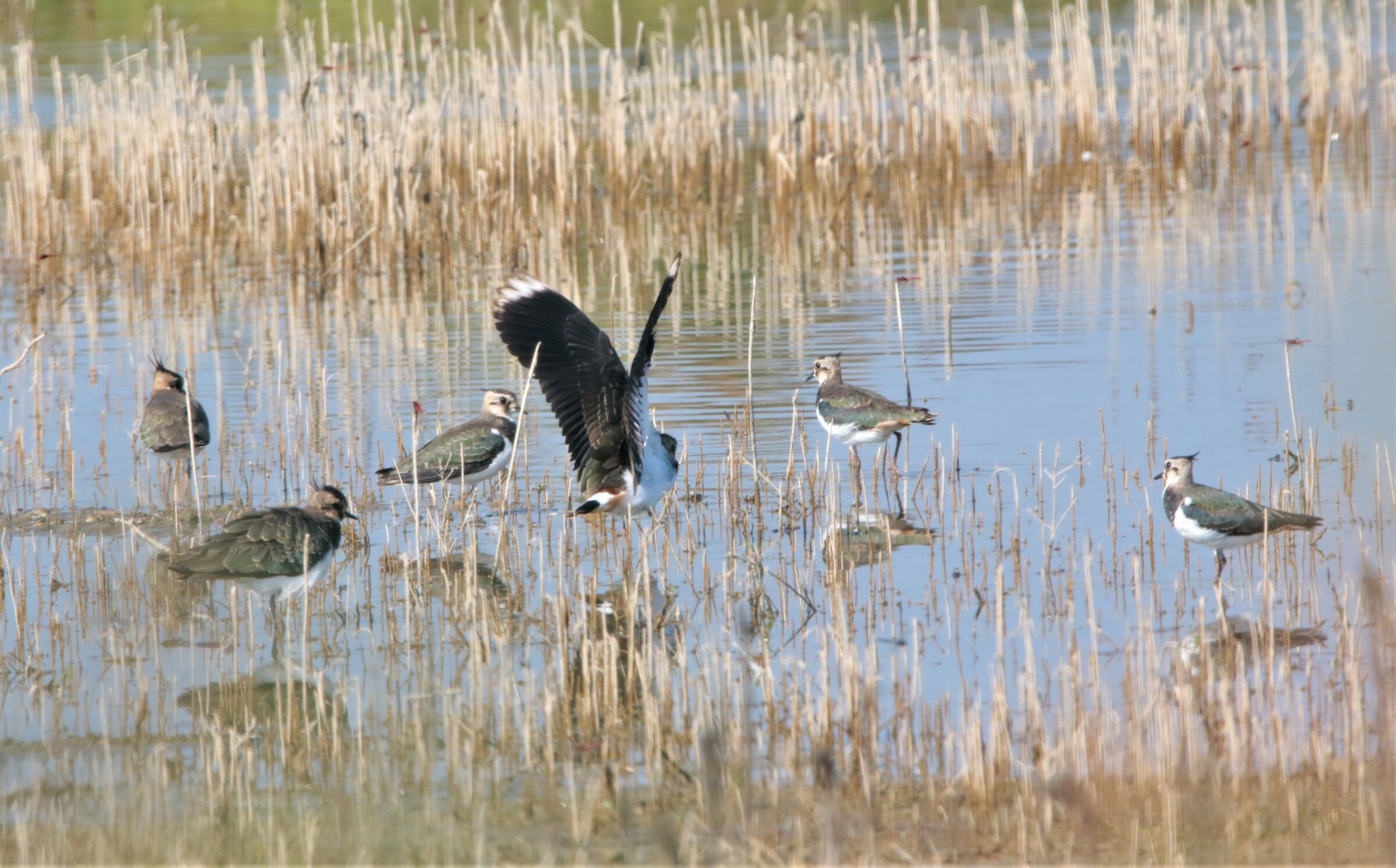 Meeting of young lapwings...
