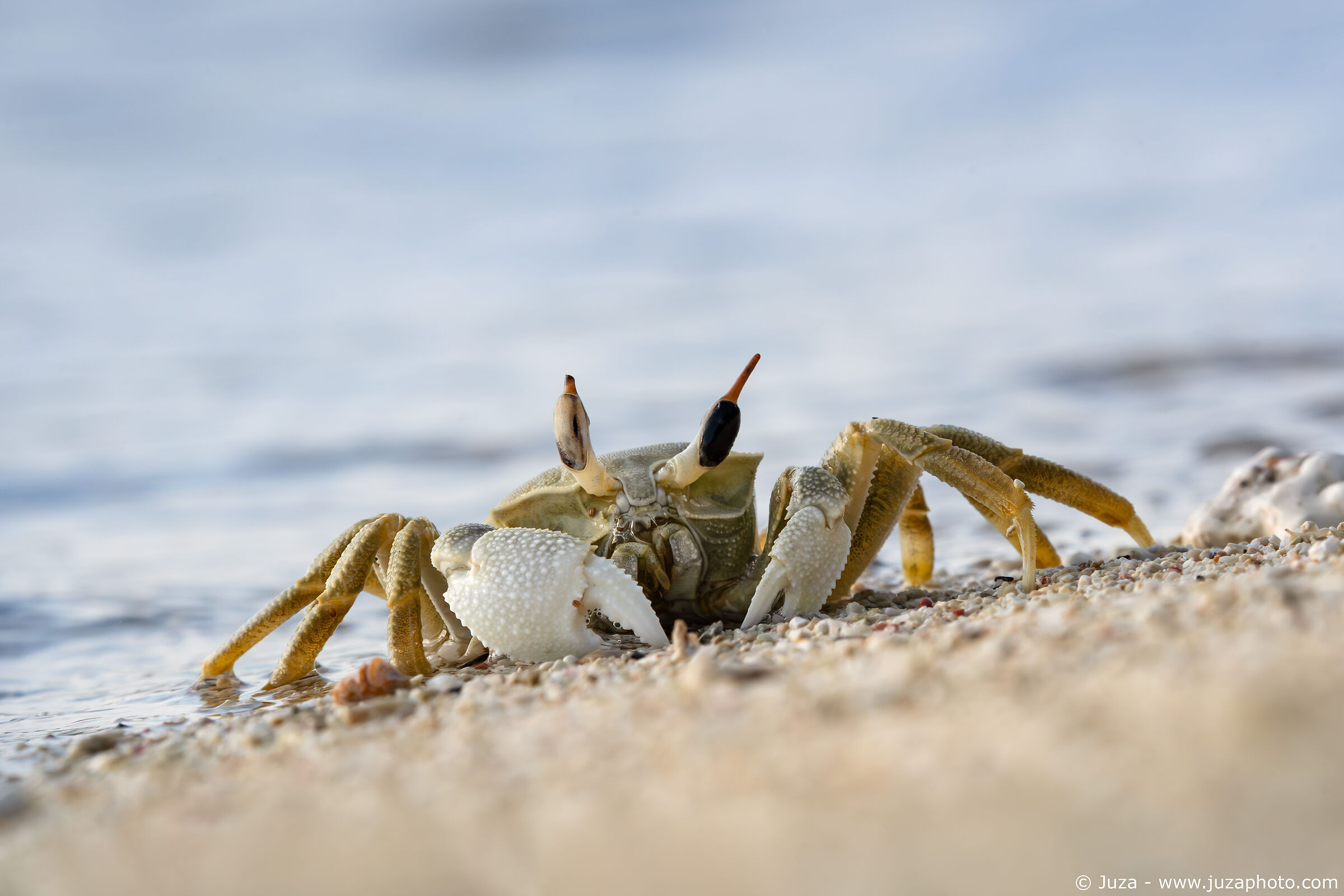 Horned ghost crab (Ocypode ceratophthalmus)...