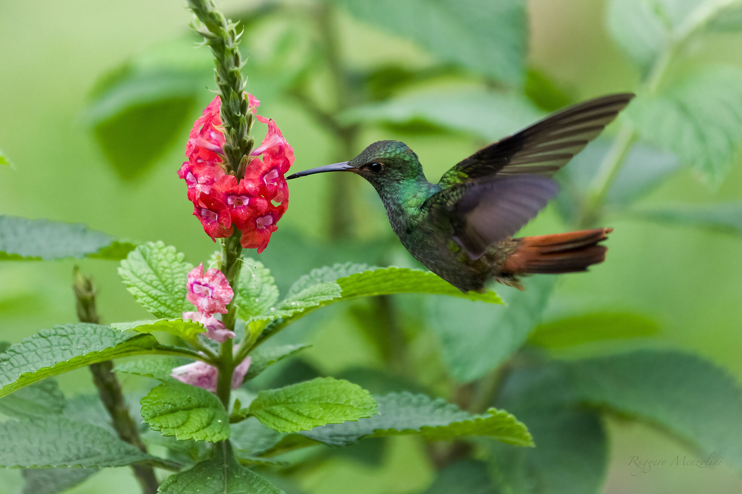 Rufous-tailed hummingbird...