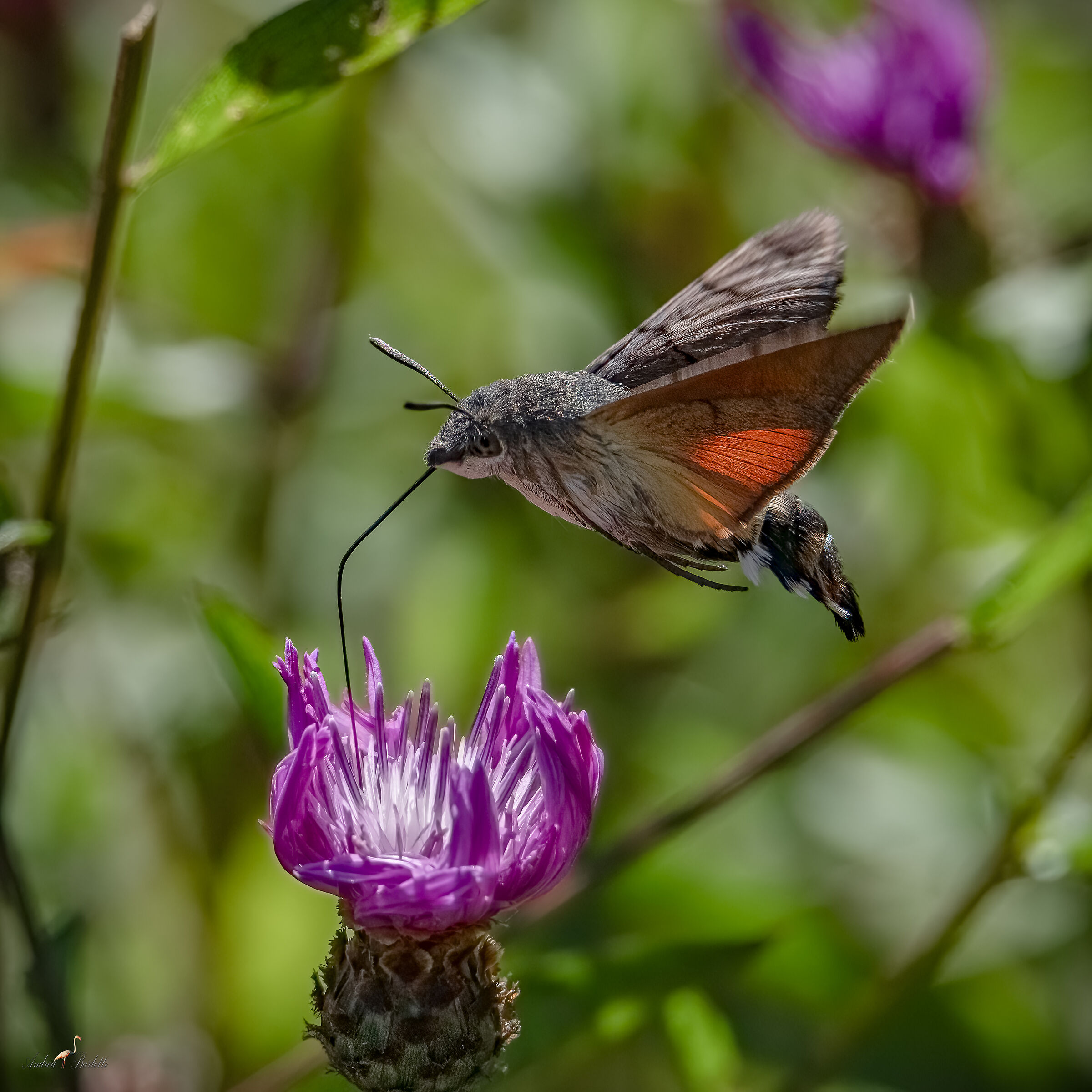 Hummingbird Hawk-Moth...