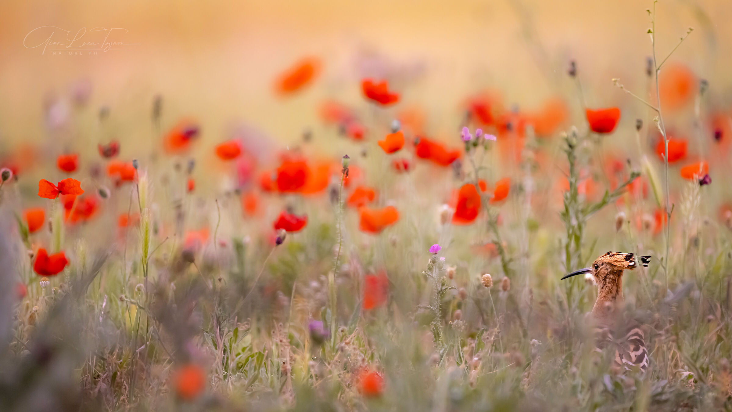 among poppies | among the poppies...