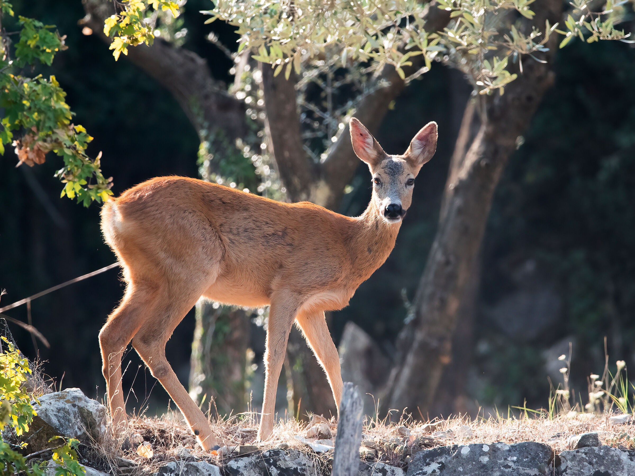 One morning in the olive grove... (Roe deer f.) ...