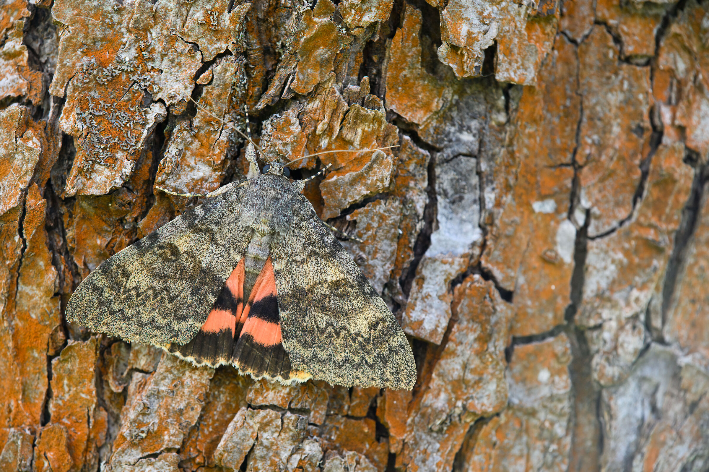 Catocala moth...