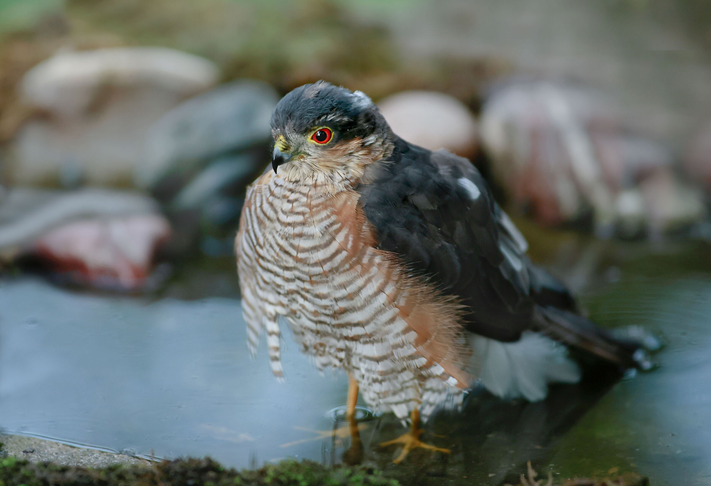 almond-shaped red eyes, sparrow hawk...