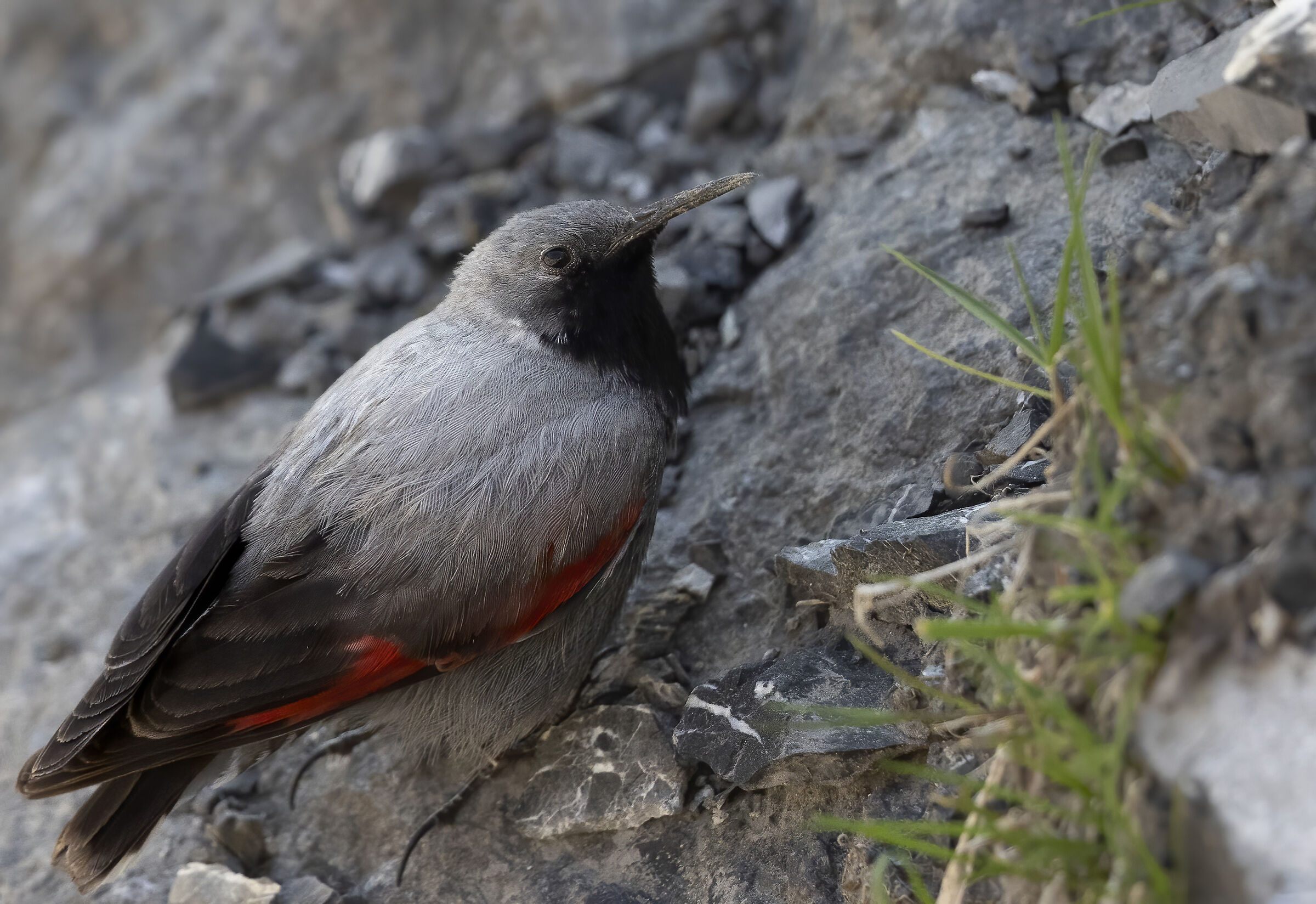 To see it better, wallcreeper...