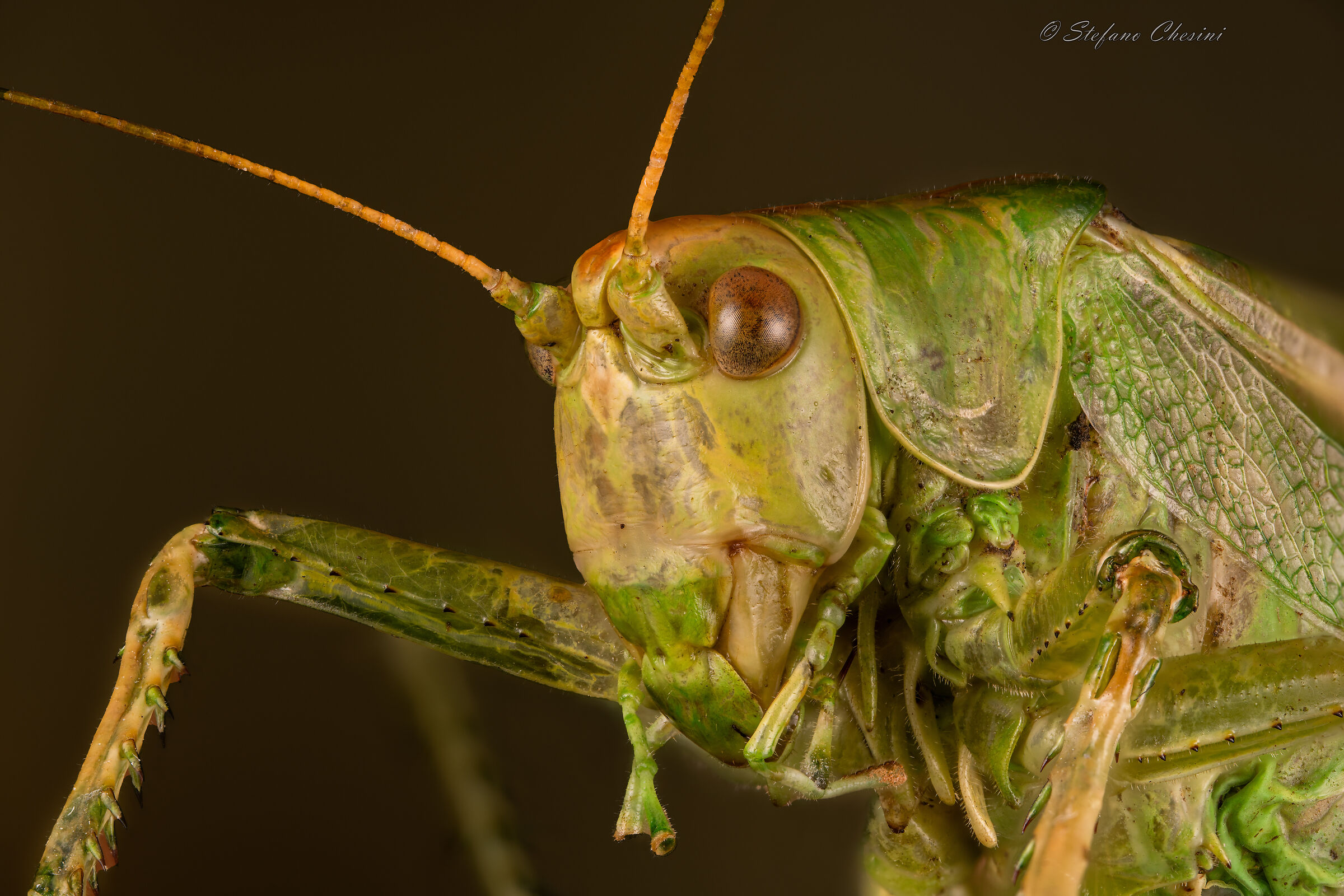 Portrait of a grasshopper...
