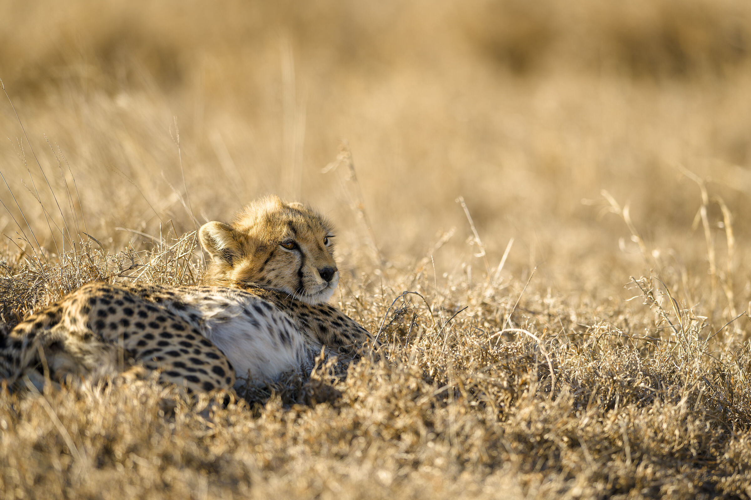 Cheetah cub, Serengeti....