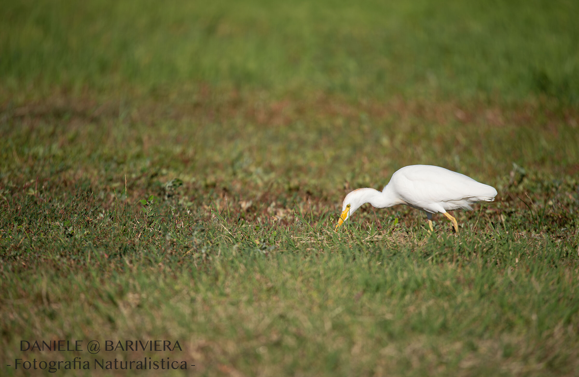 Cattle egret...