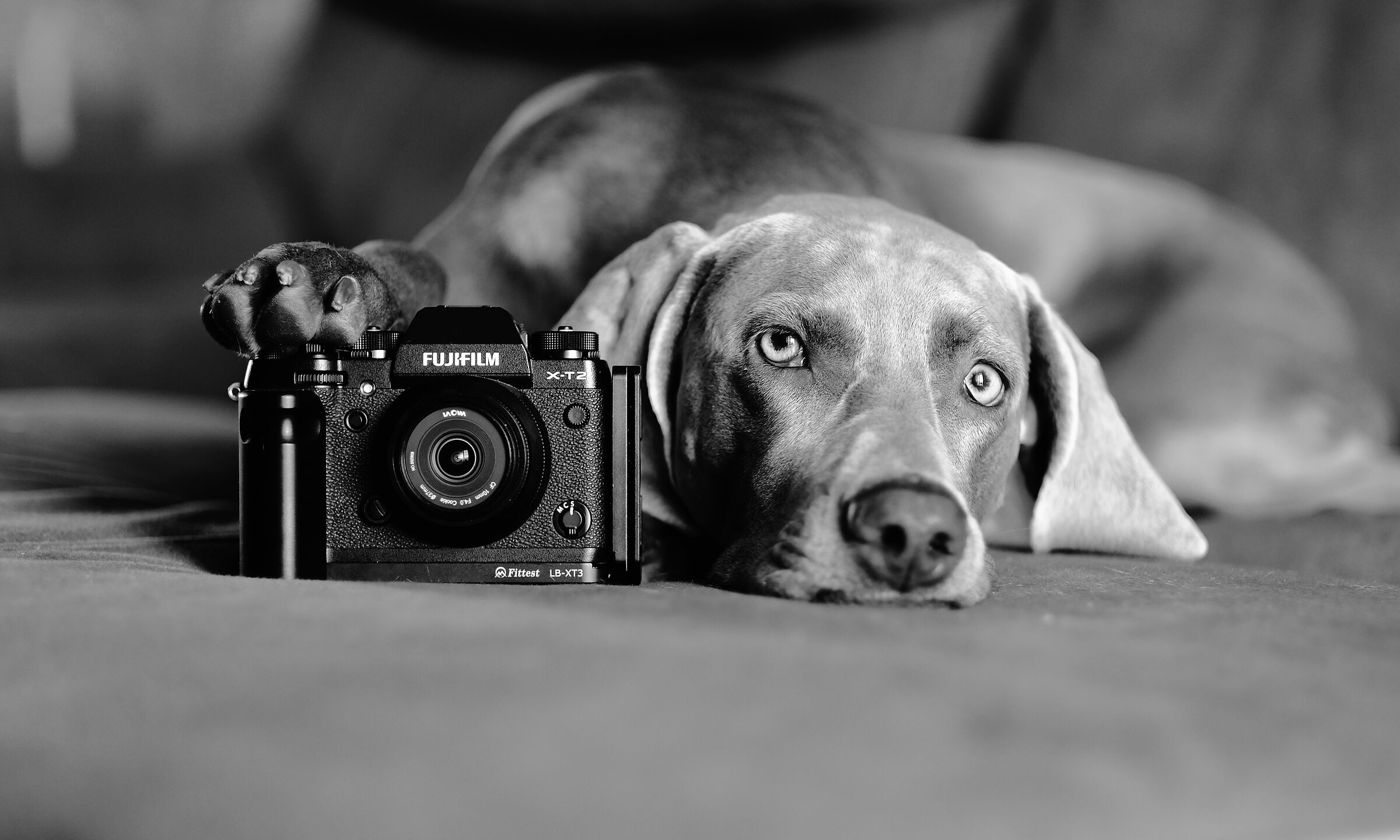 Grey Shadow and his Fujifilm...