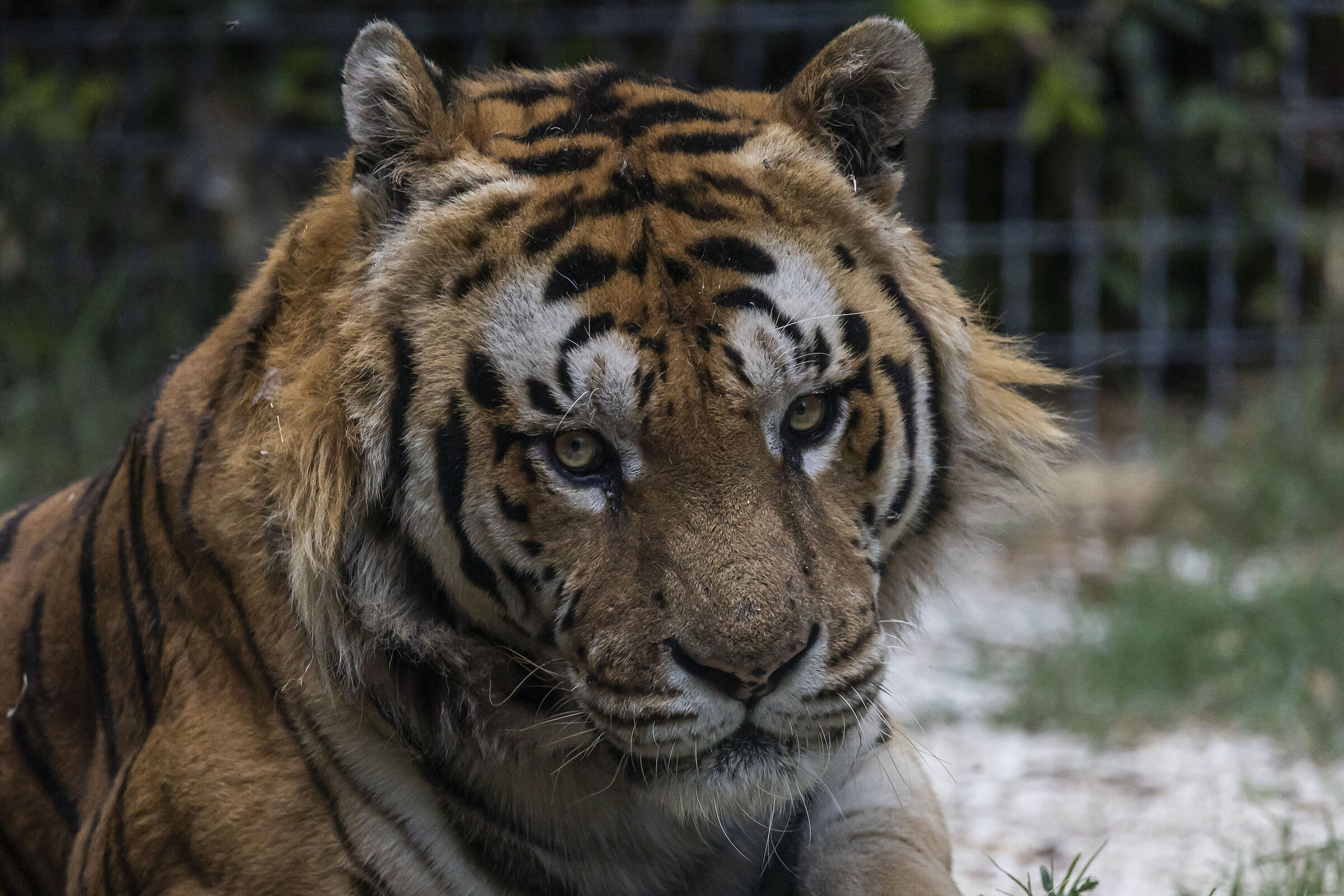 Tiger gaze...
