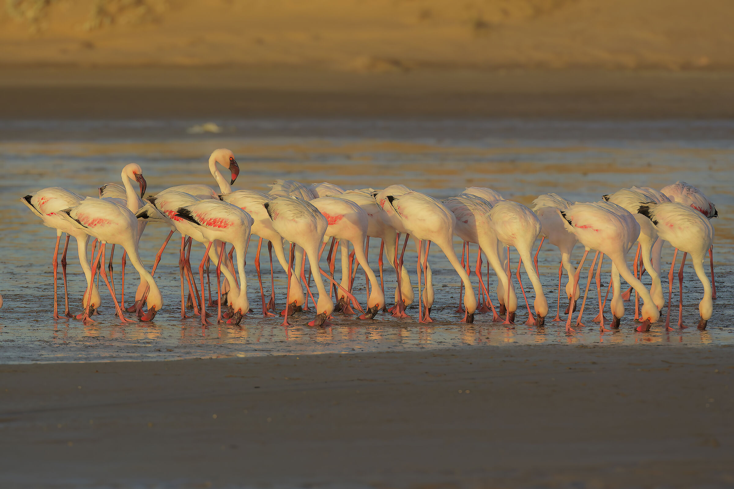 Flamingos at sunset in the dunes...