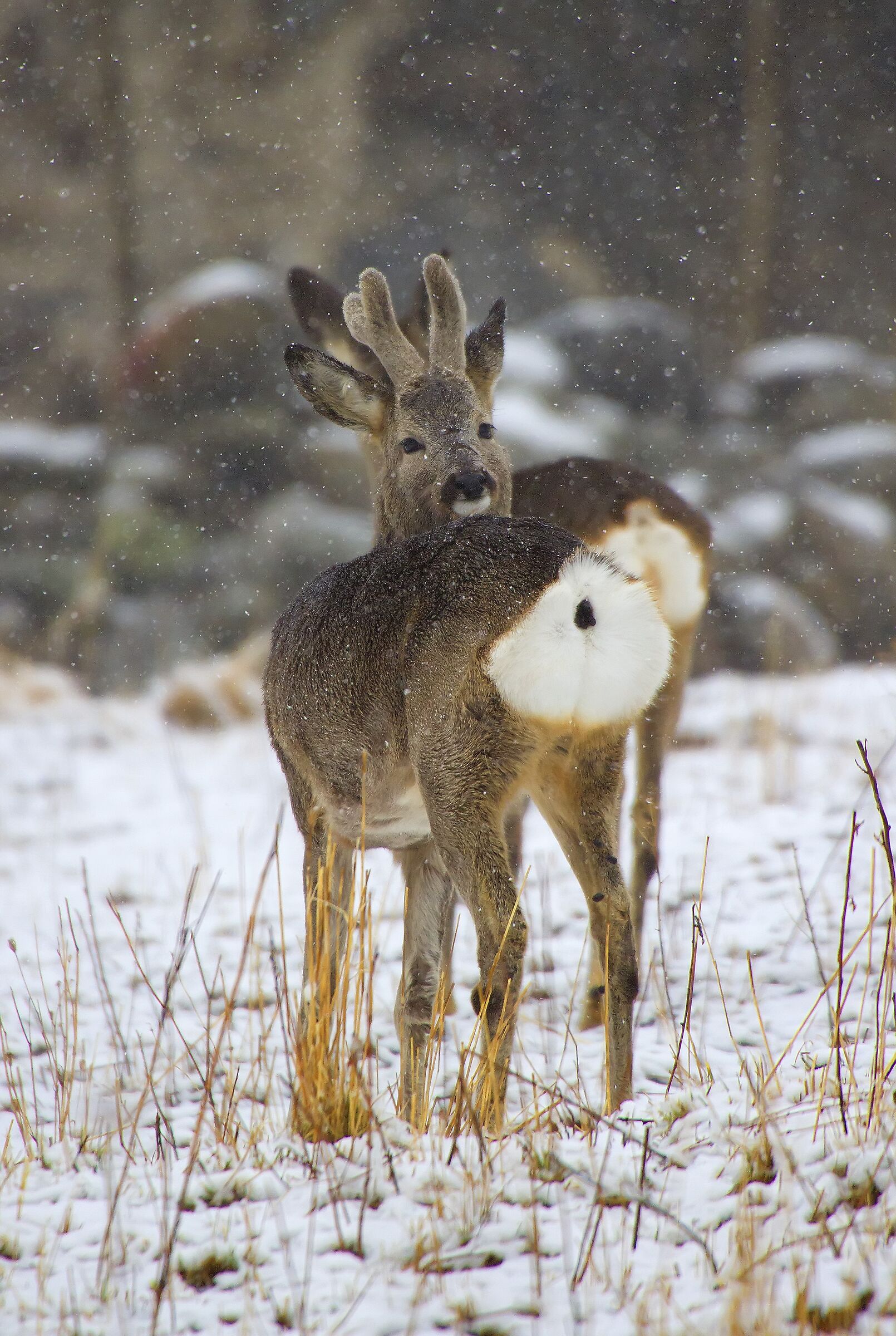 Roe deer under the snow...