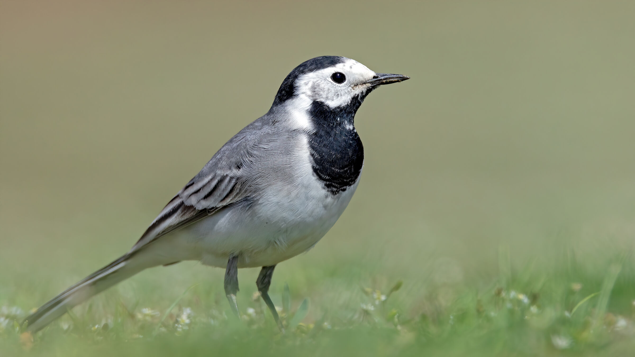 White Wagtail...