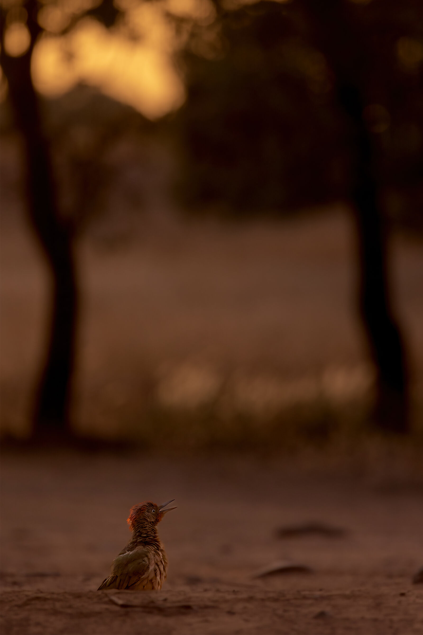 Green woodpecker at sunset...