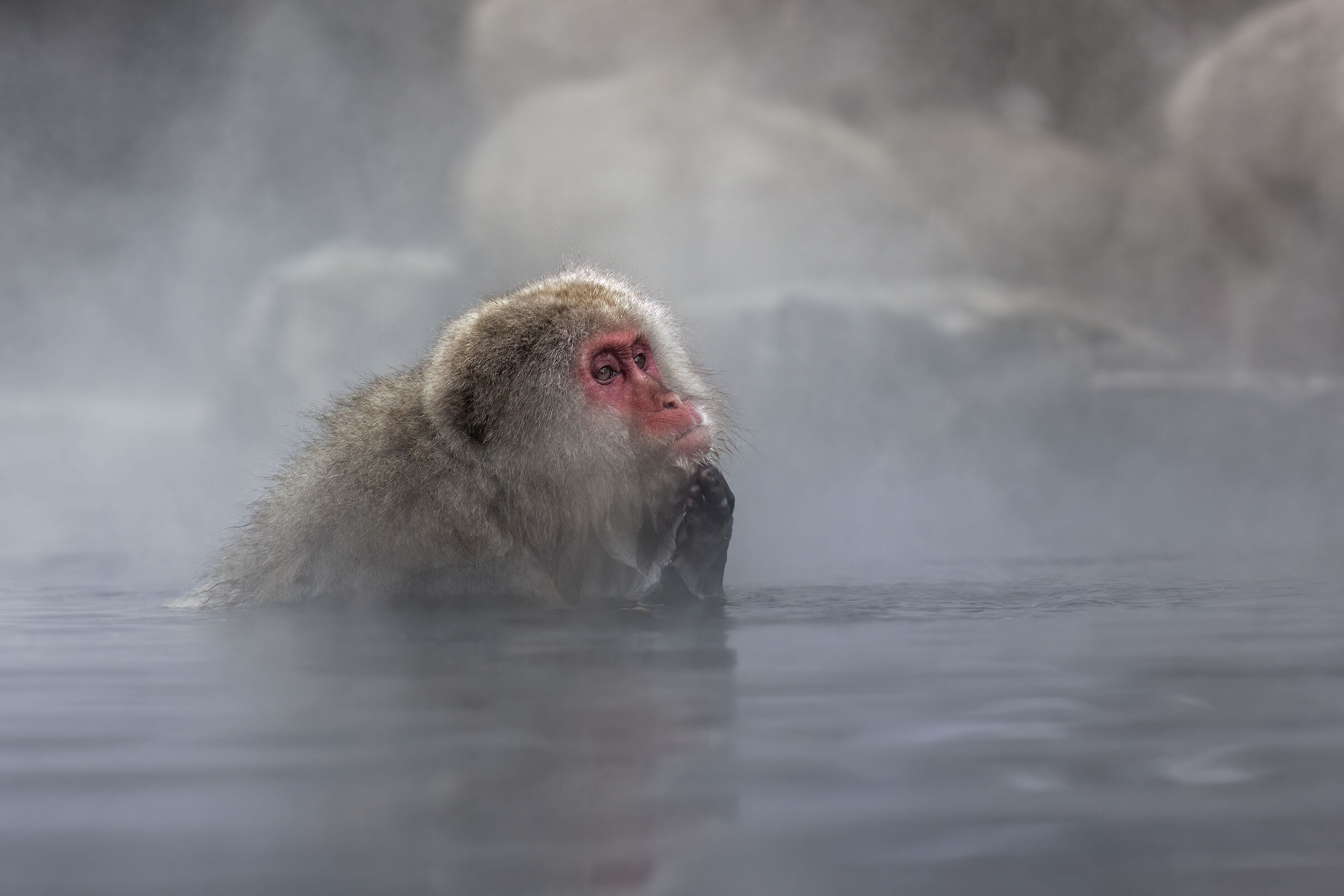 Japanese macaque...