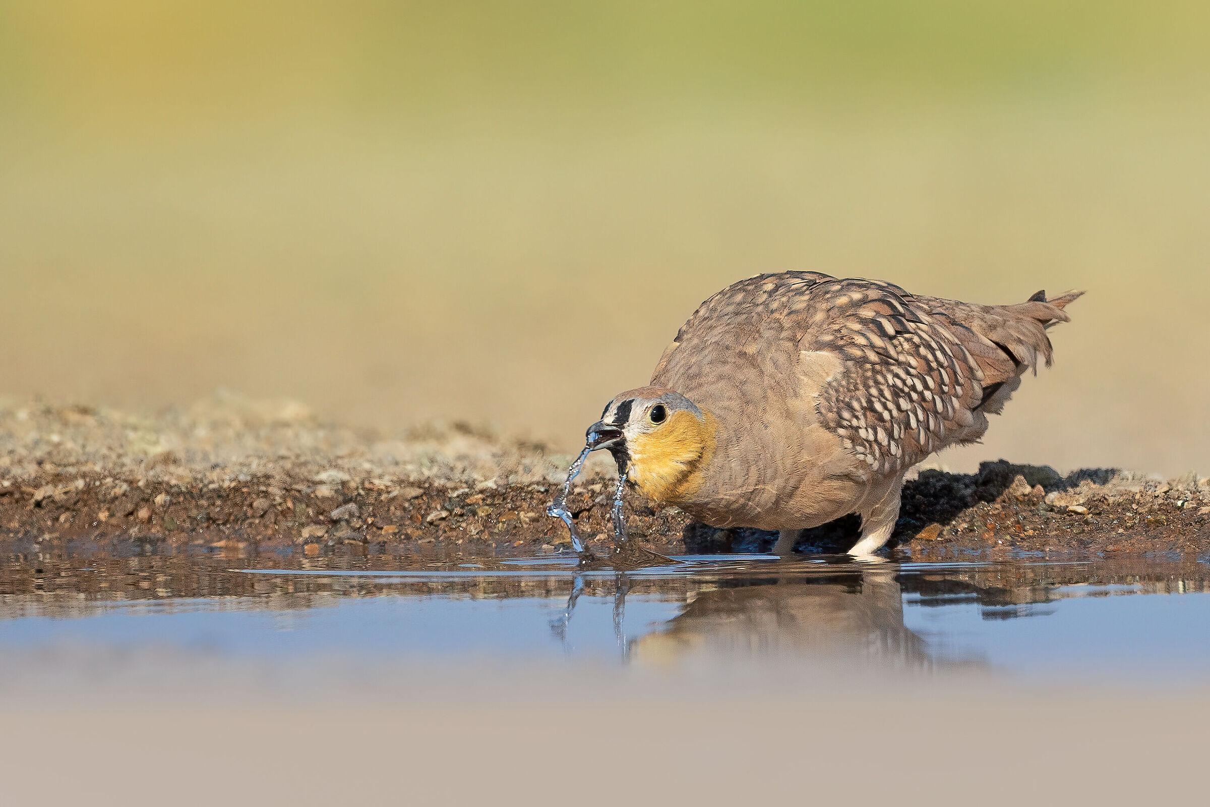 Crowned Sandgrouse...