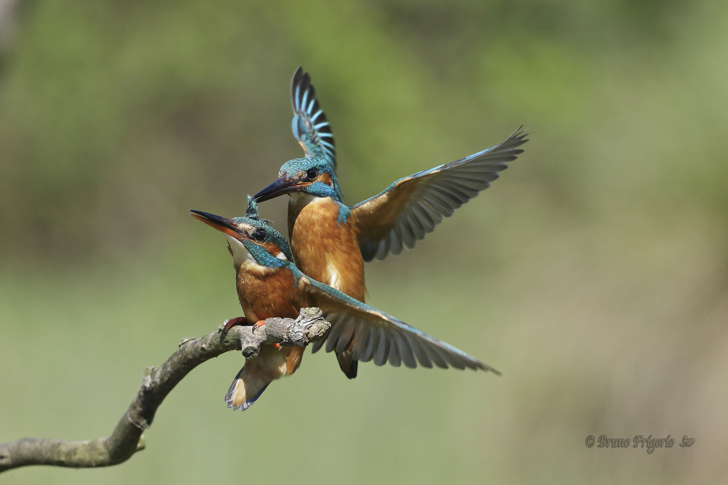 Kingfisher mating attempt...