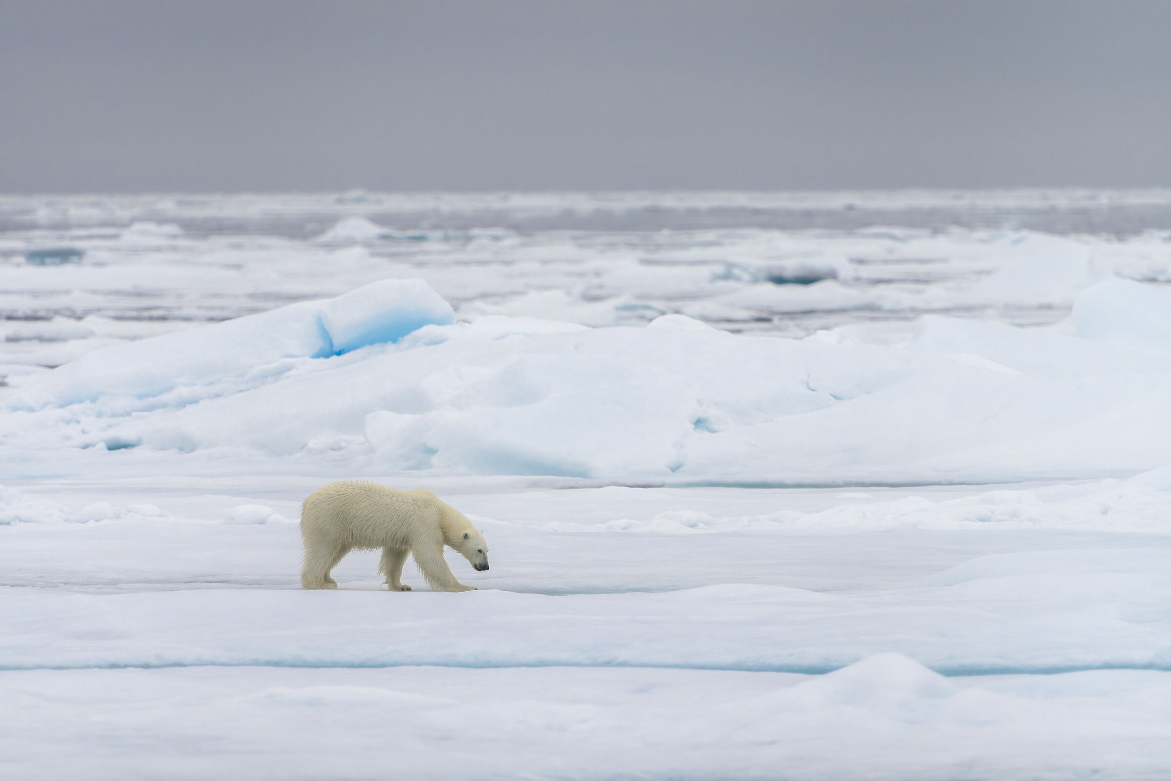 Polar bear, Svalbard....