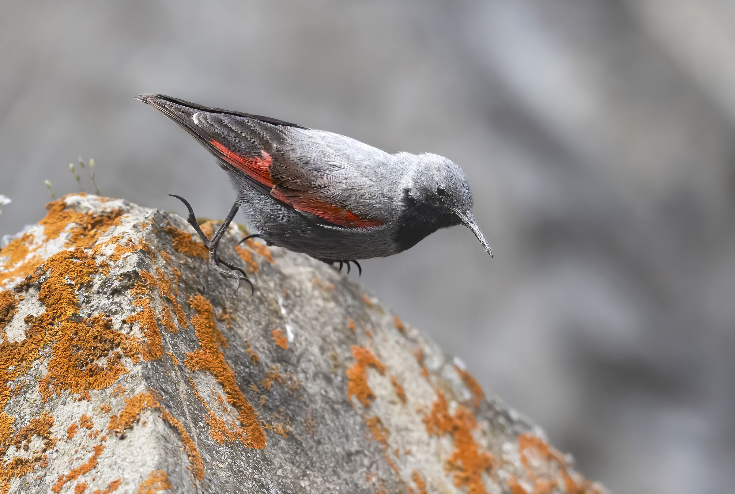 let yourself fall, wallcreeper...
