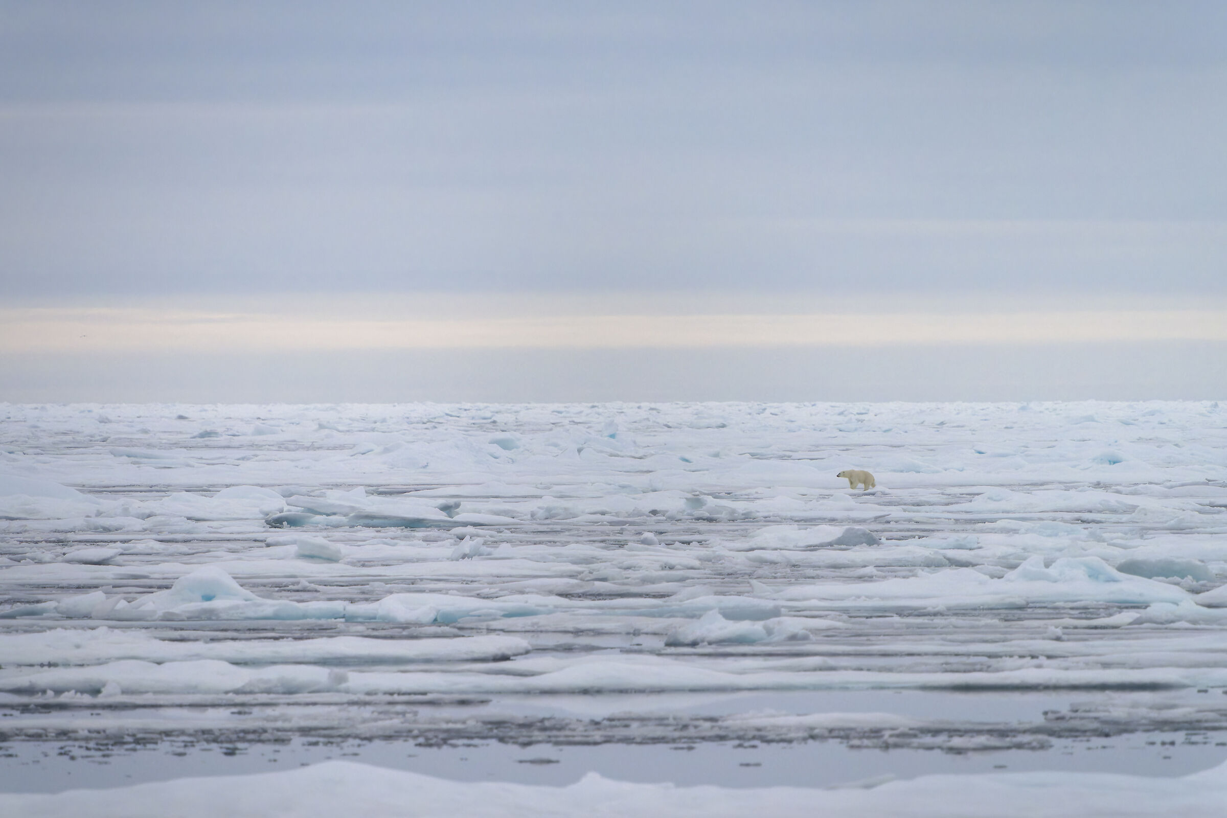 Pack ice, Svalbard....