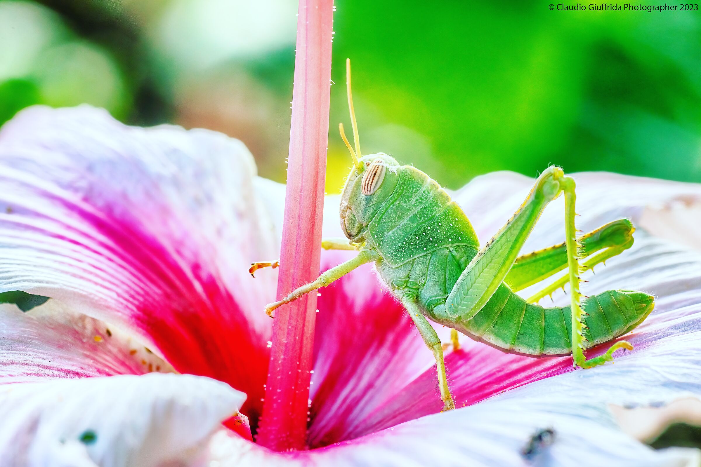 Orthoptera on Hibiscus...