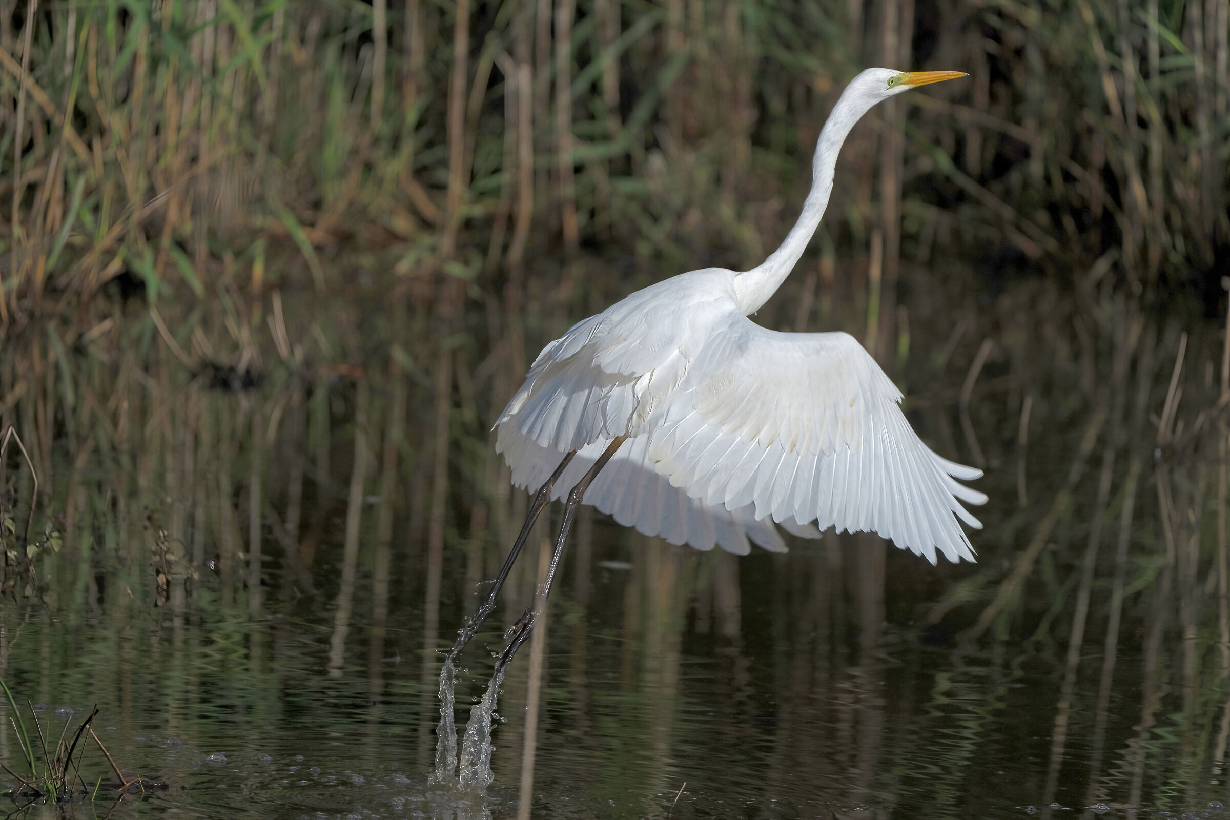 Great white heron taking off...