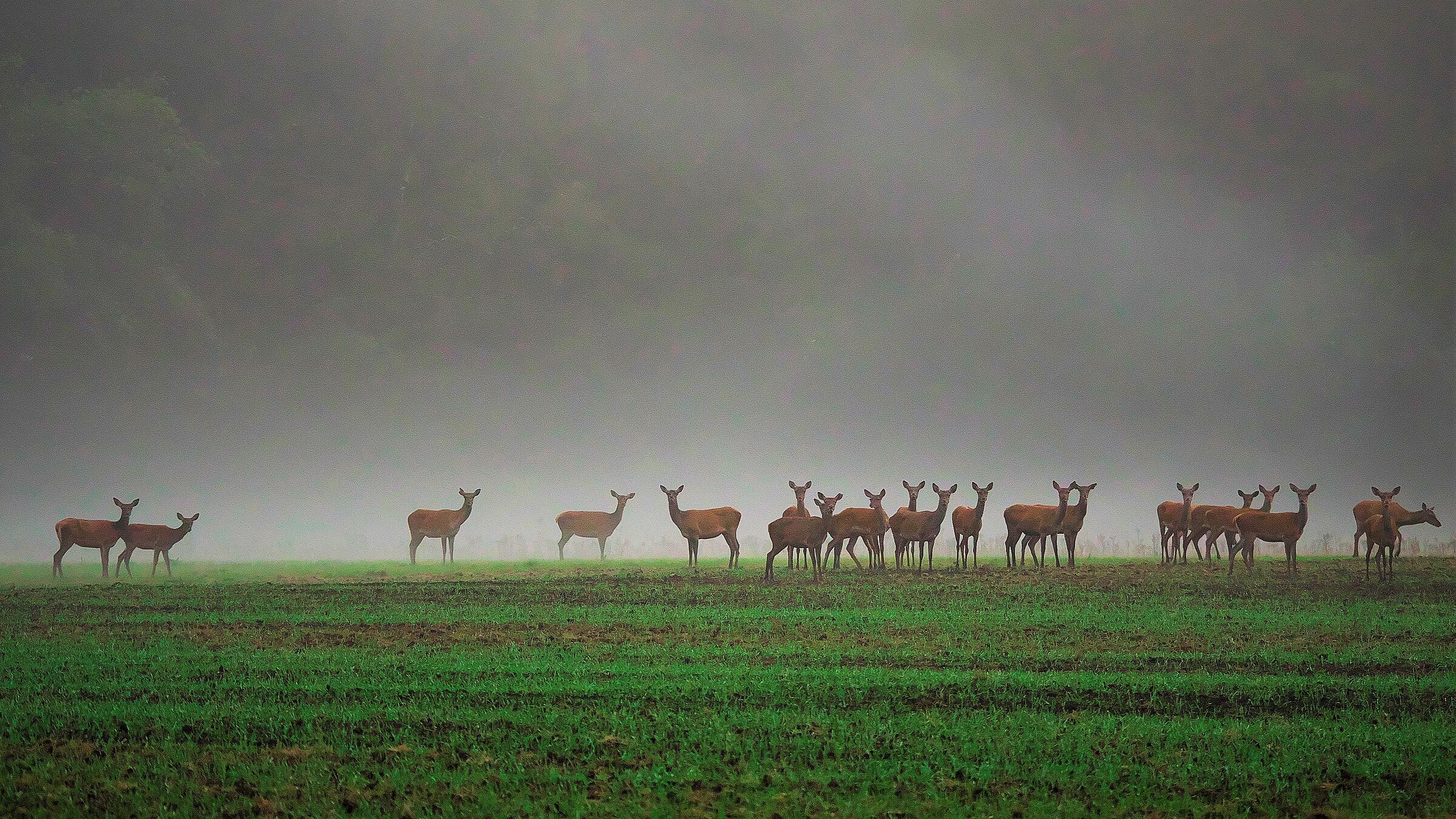 red deer does in the fog 20 minutes before dusk...