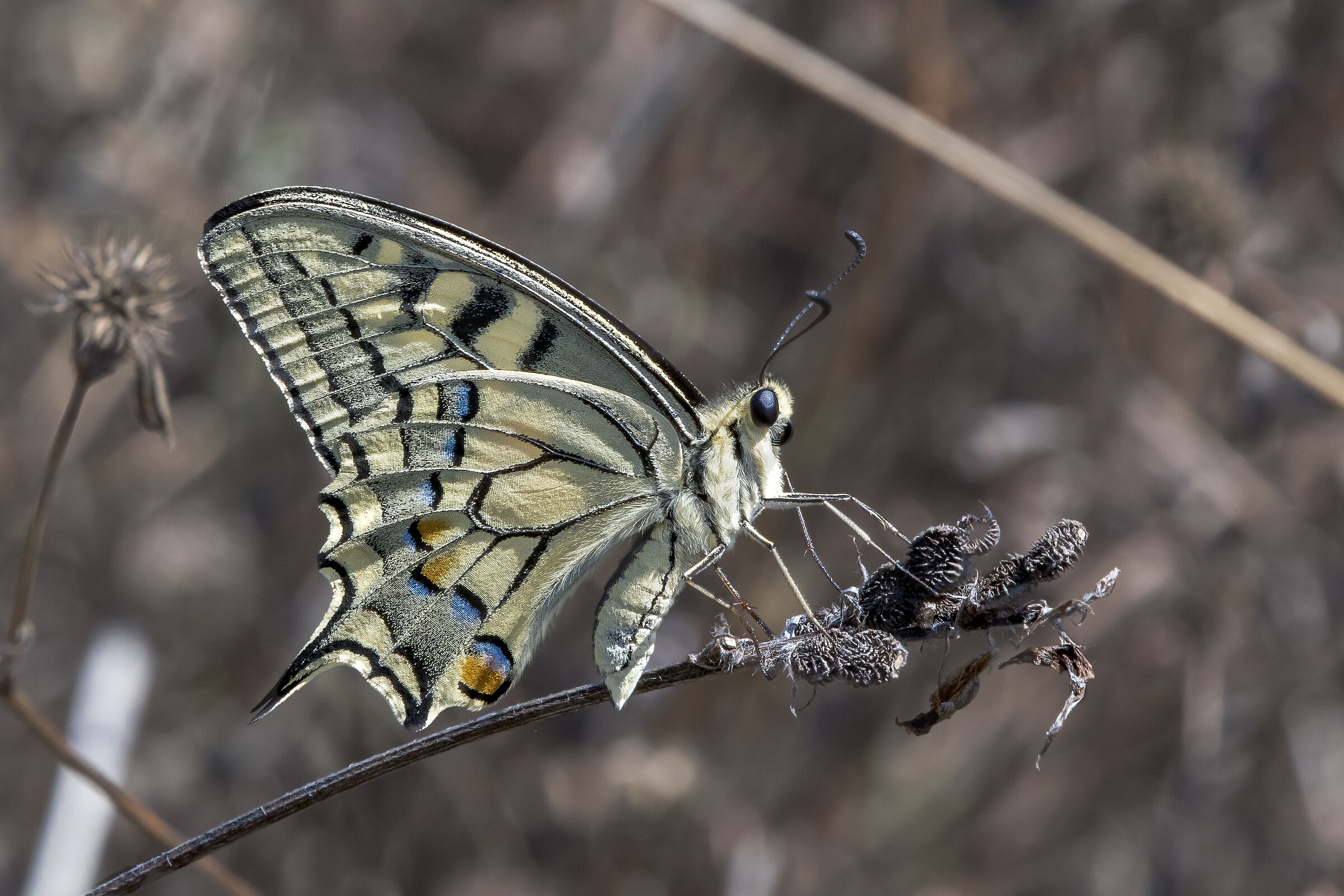 Macaone (Papilio machaon Linnaeus, 1758)...