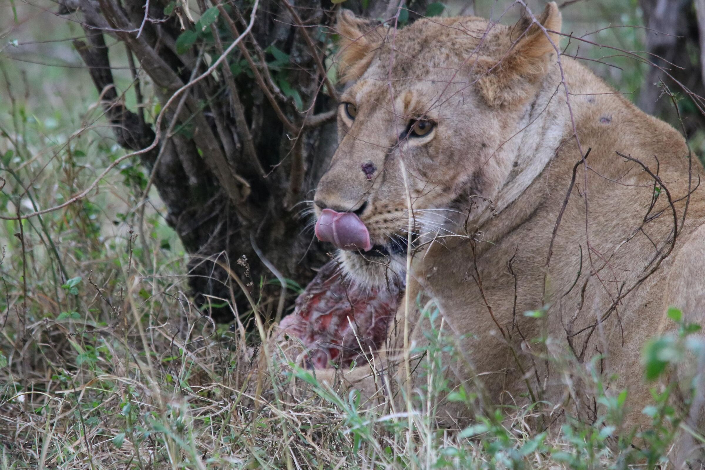 Masai Mara - Il pasto...