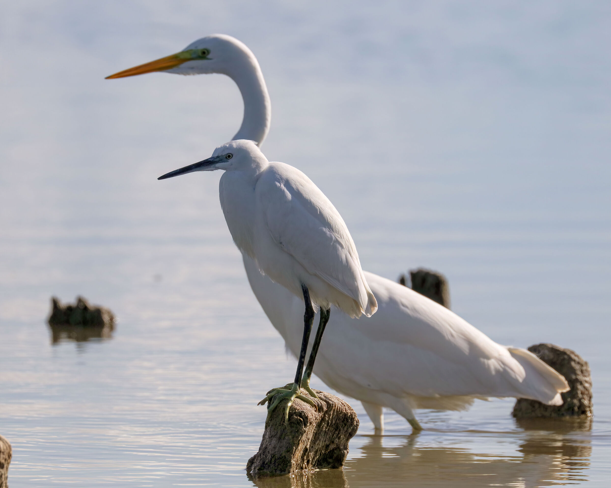 Profiles... Egret with Great White Heron ...