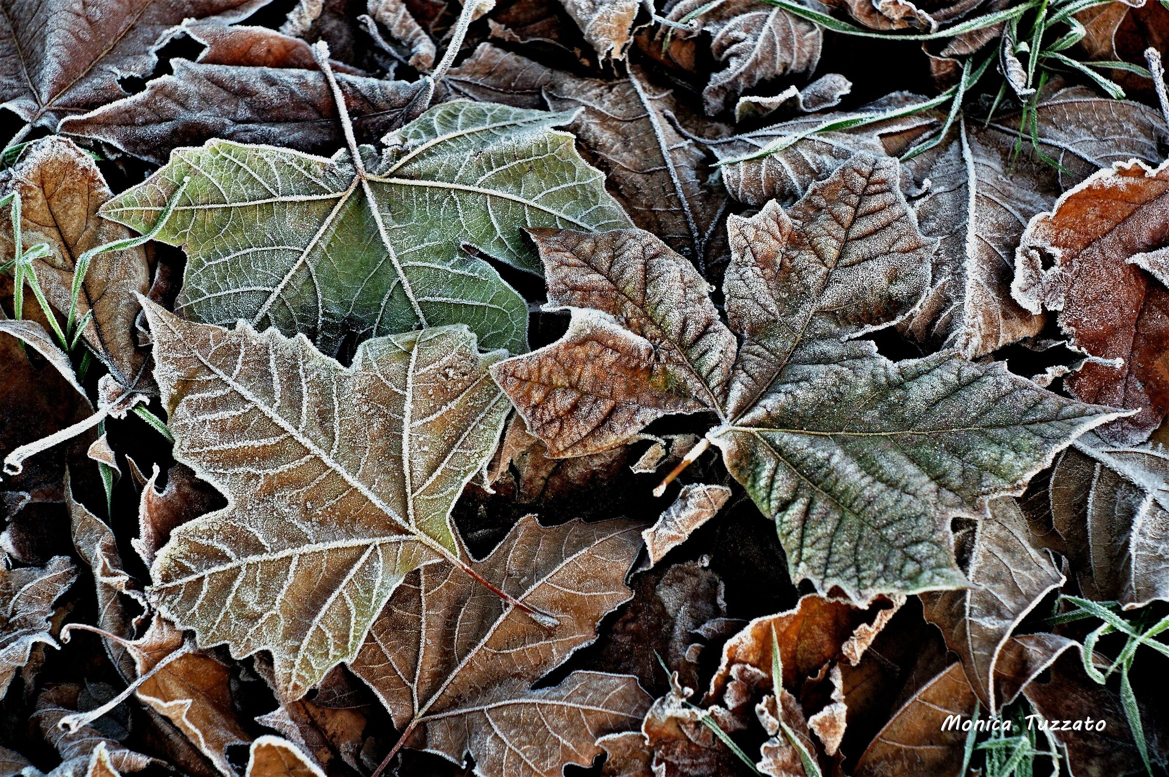 Frost...
