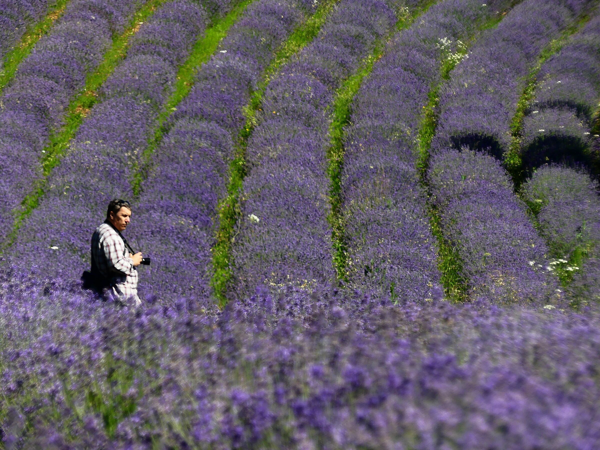 Between the rows of lavender...