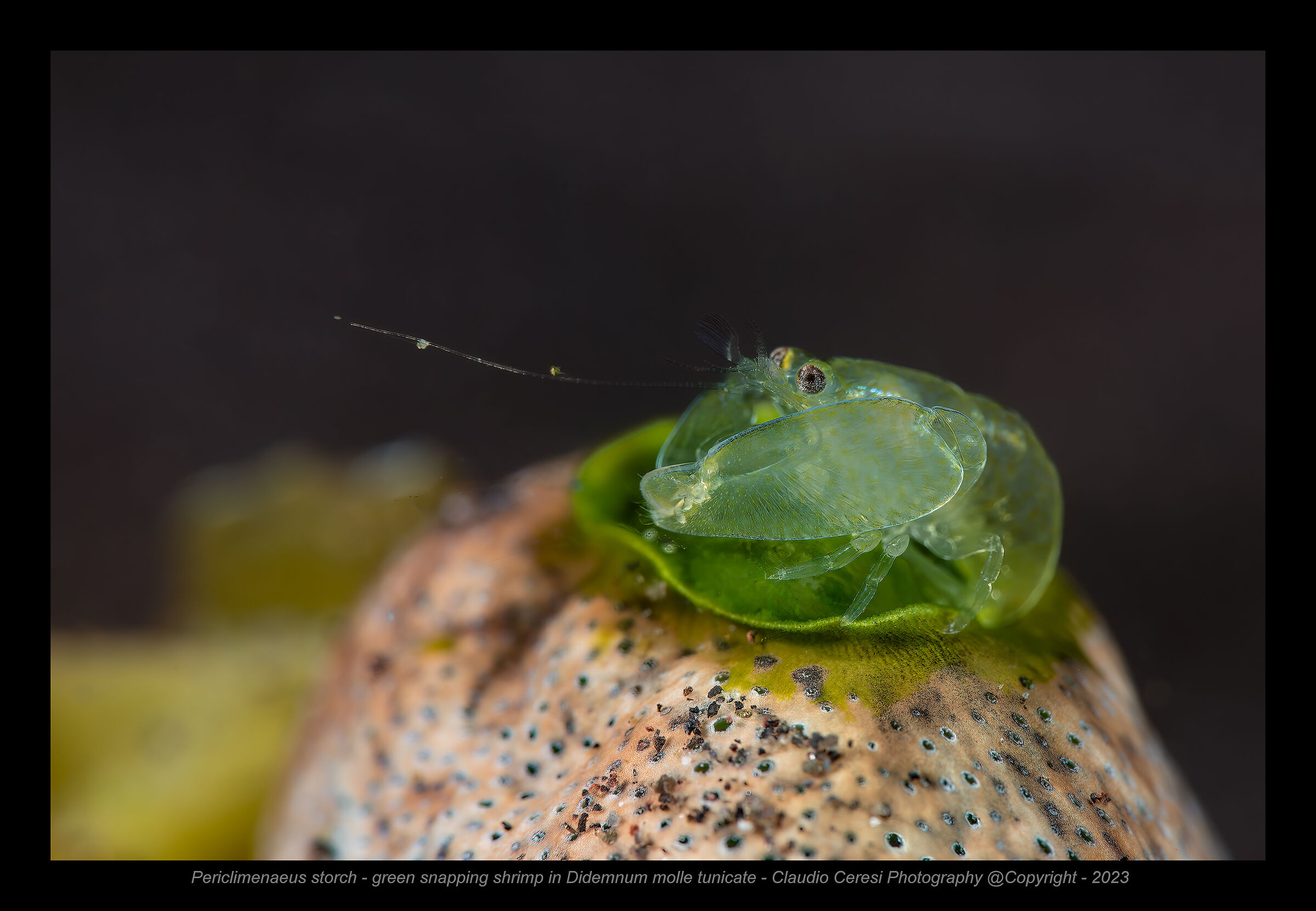 Green Snapping Shrimp over Dimmnum Tunicate...