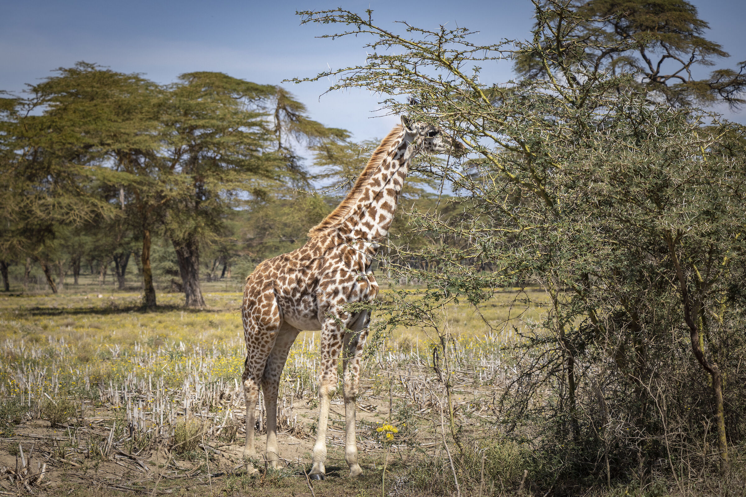 giraffa masai...