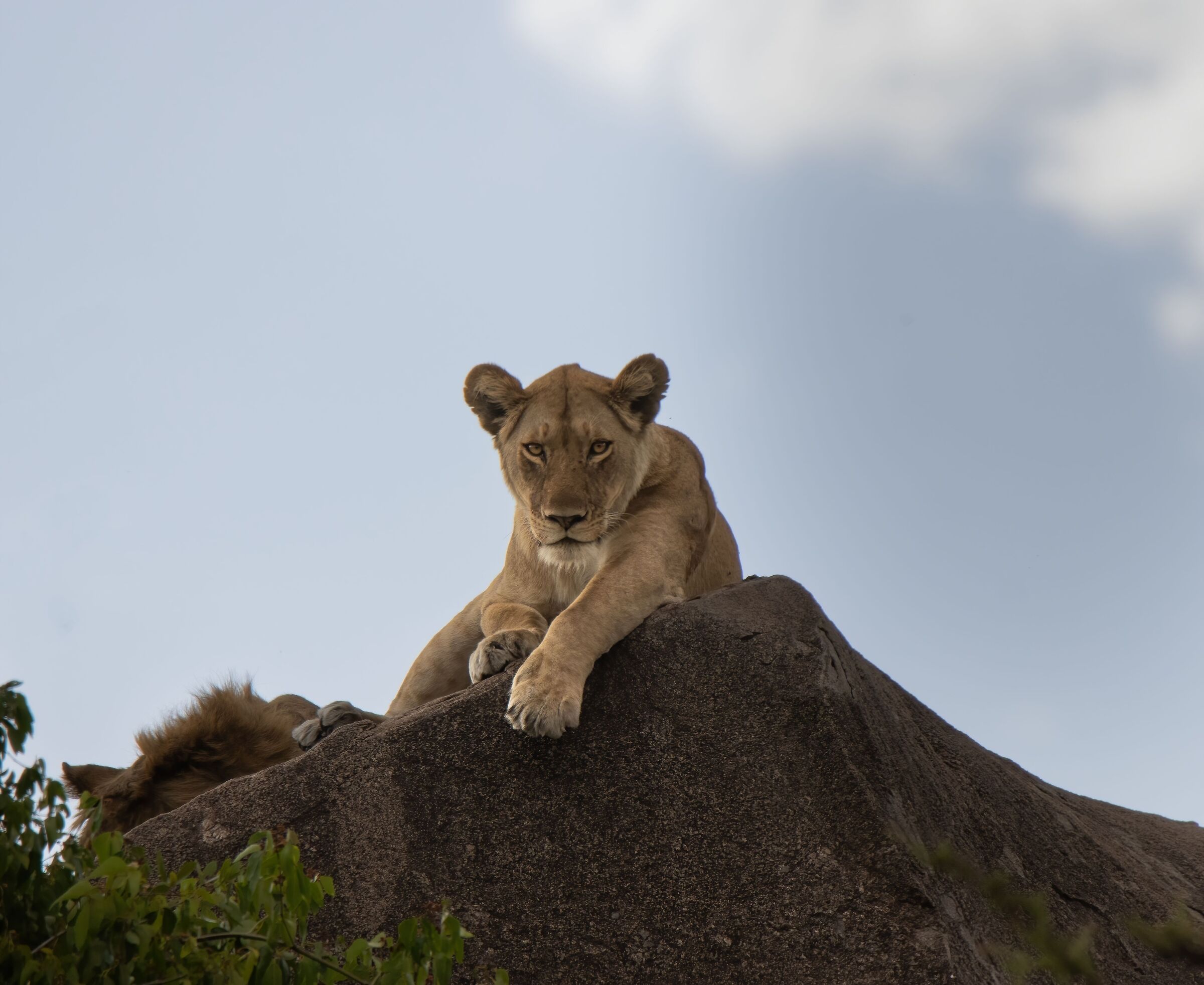 Lioness posing...