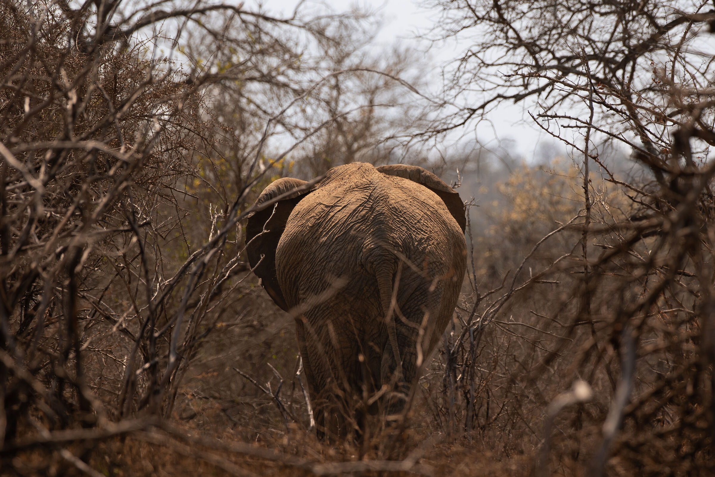 Elephant in Mopane...