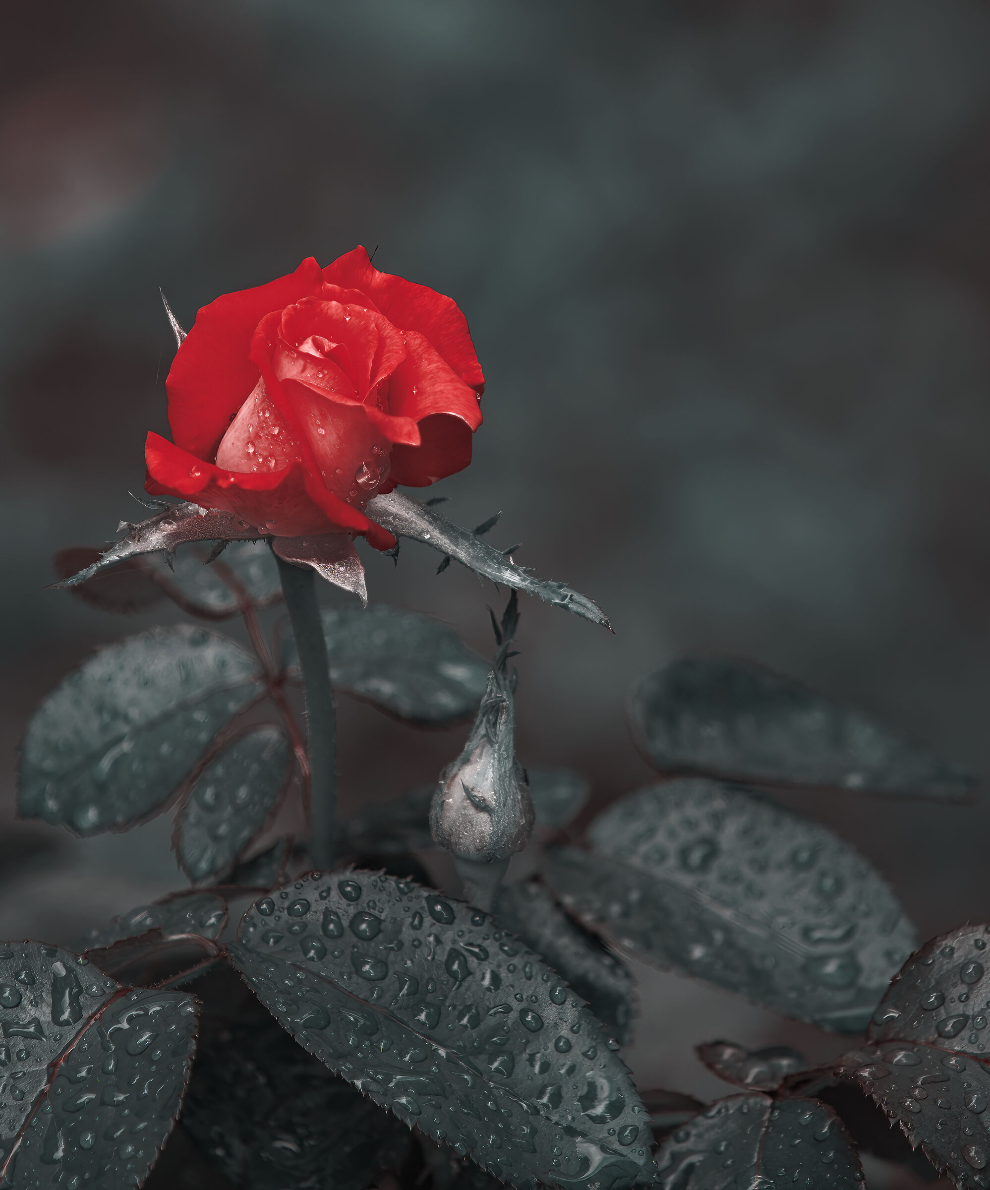 The rain in the rose garden...
