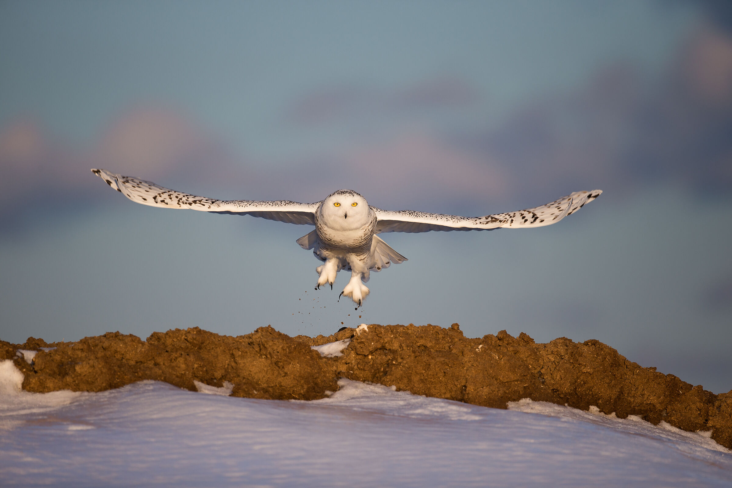 Snowy owl at dawn...