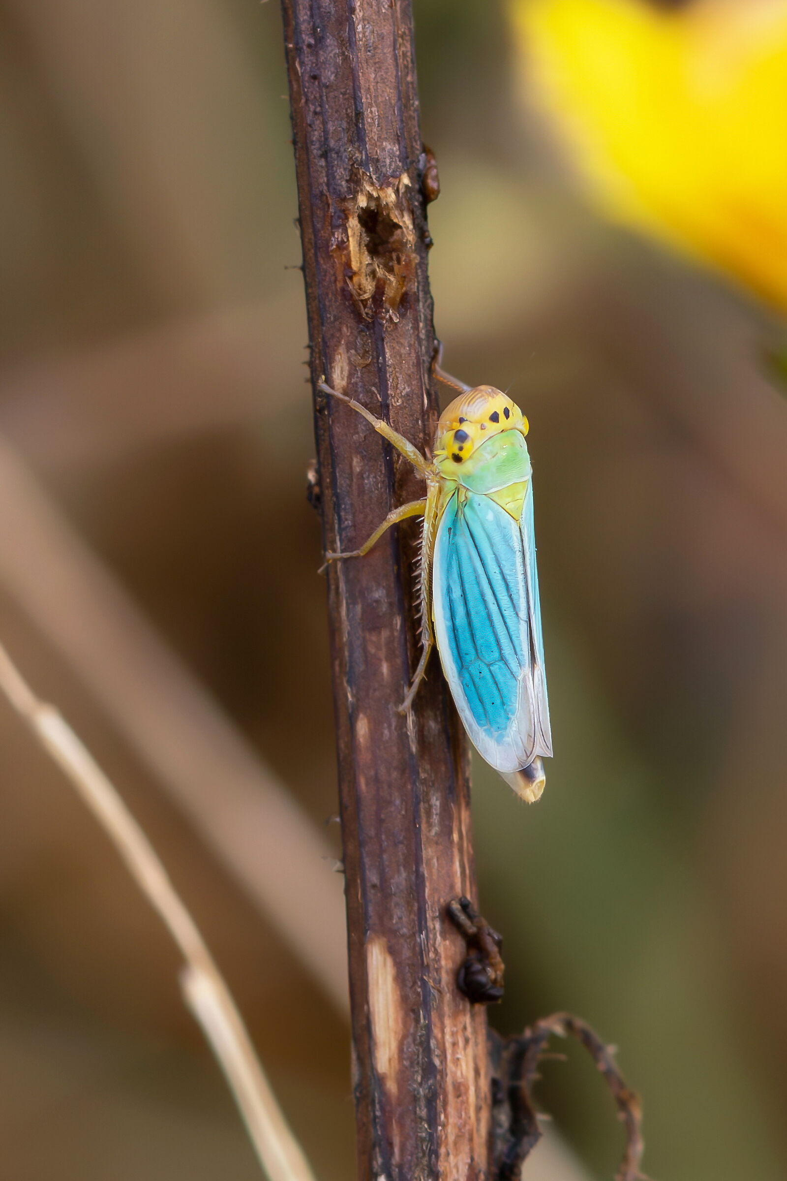 Cicadella viridis...