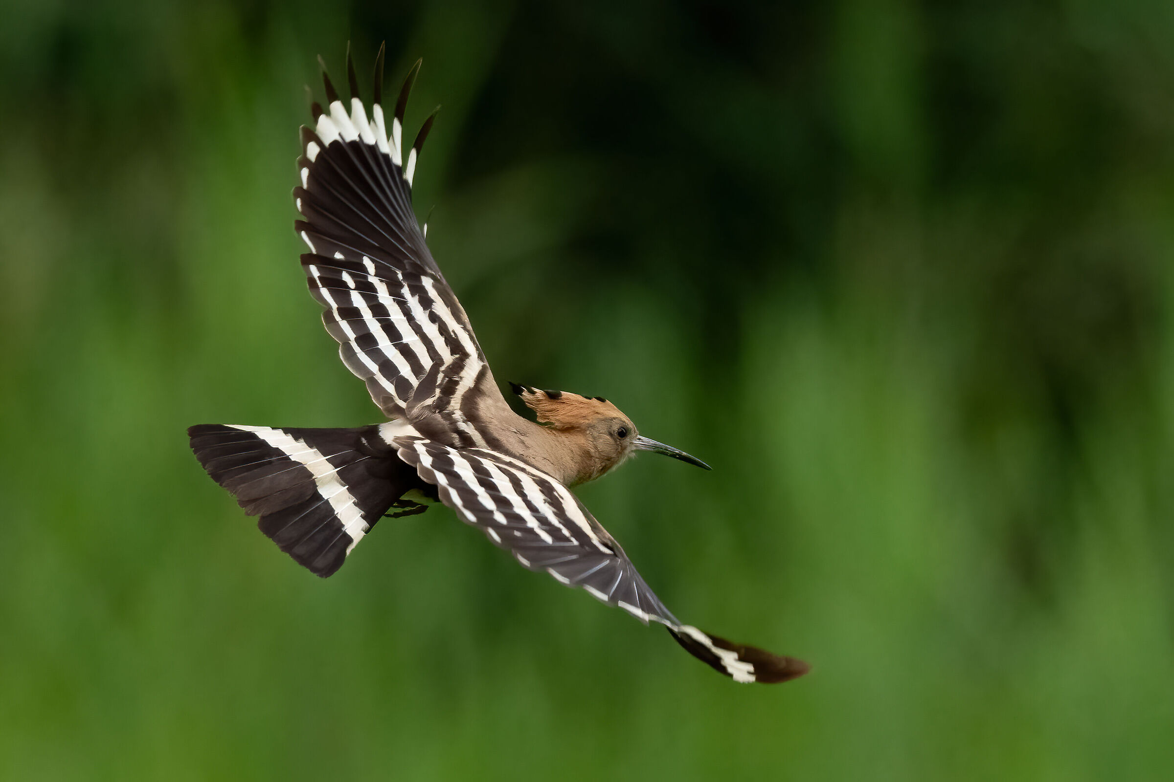 Hoopoe first shots with Z8...