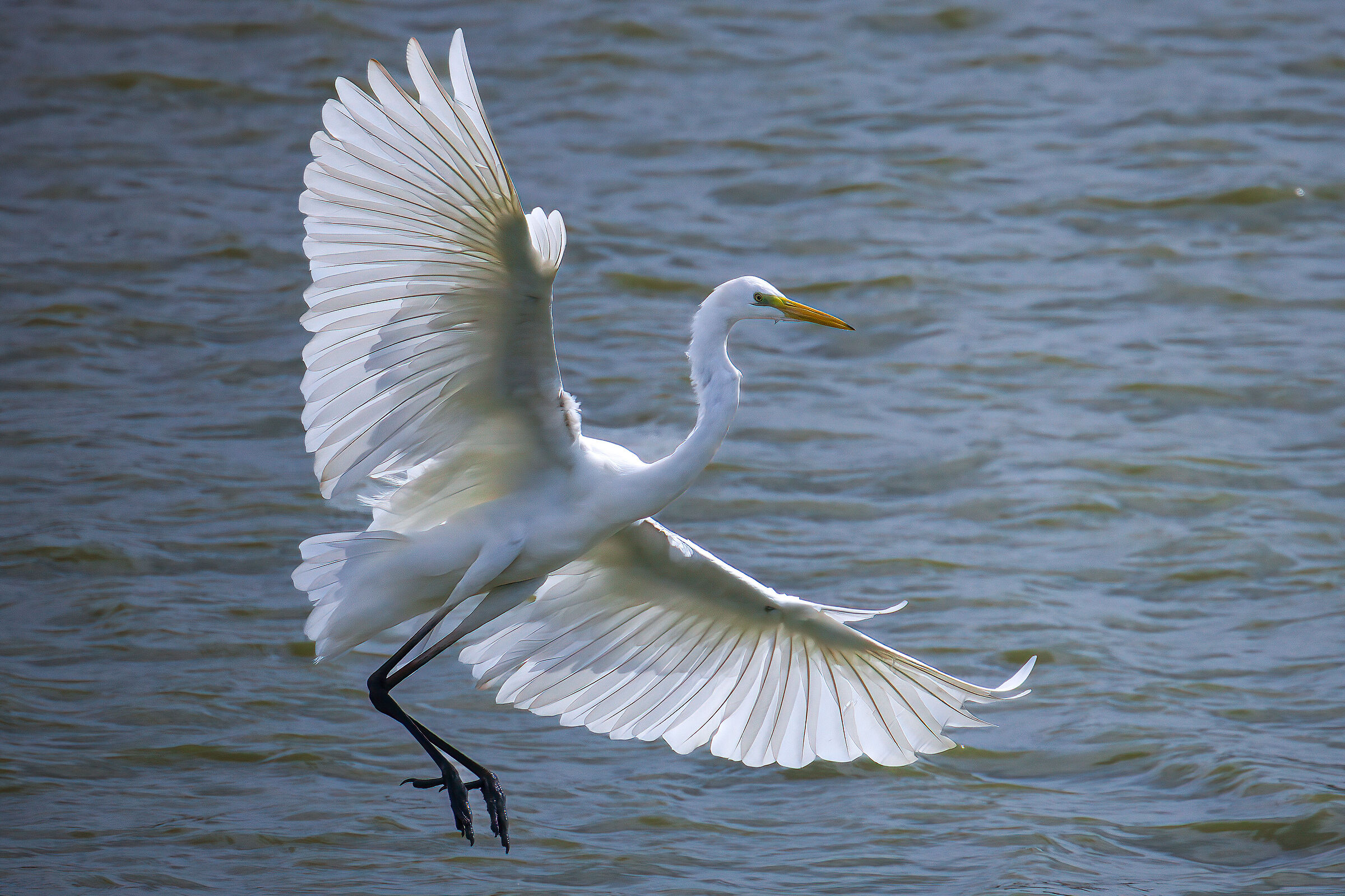 White heron landing ...