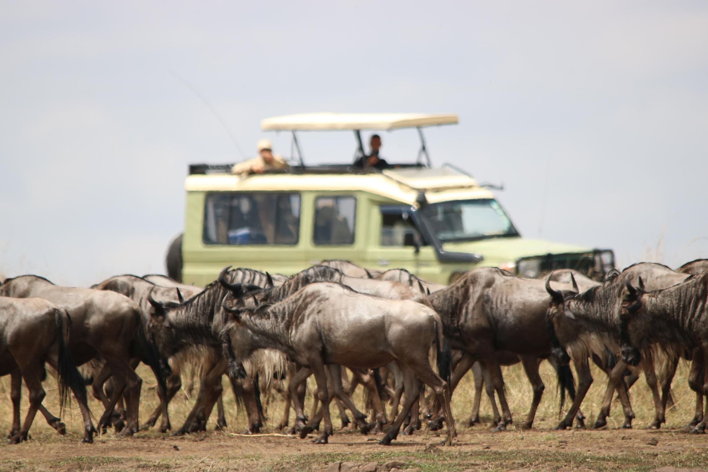 Masai Mara - Migration...