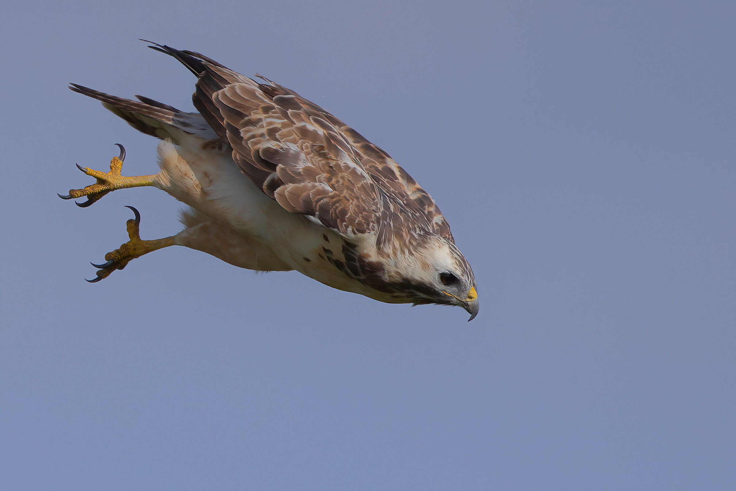 Swooping on prey...